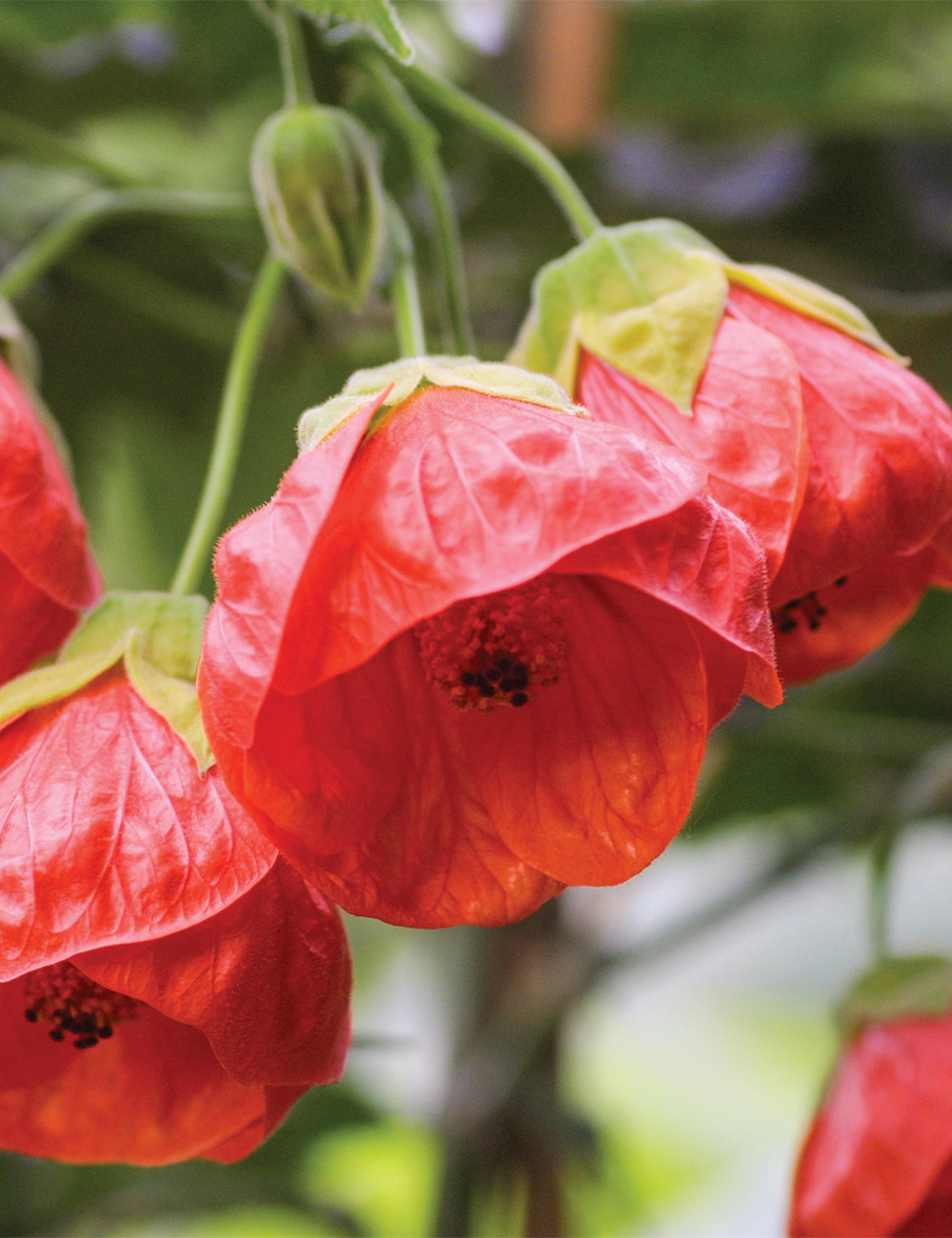 Abutilon 'Lucky Lantern Red'