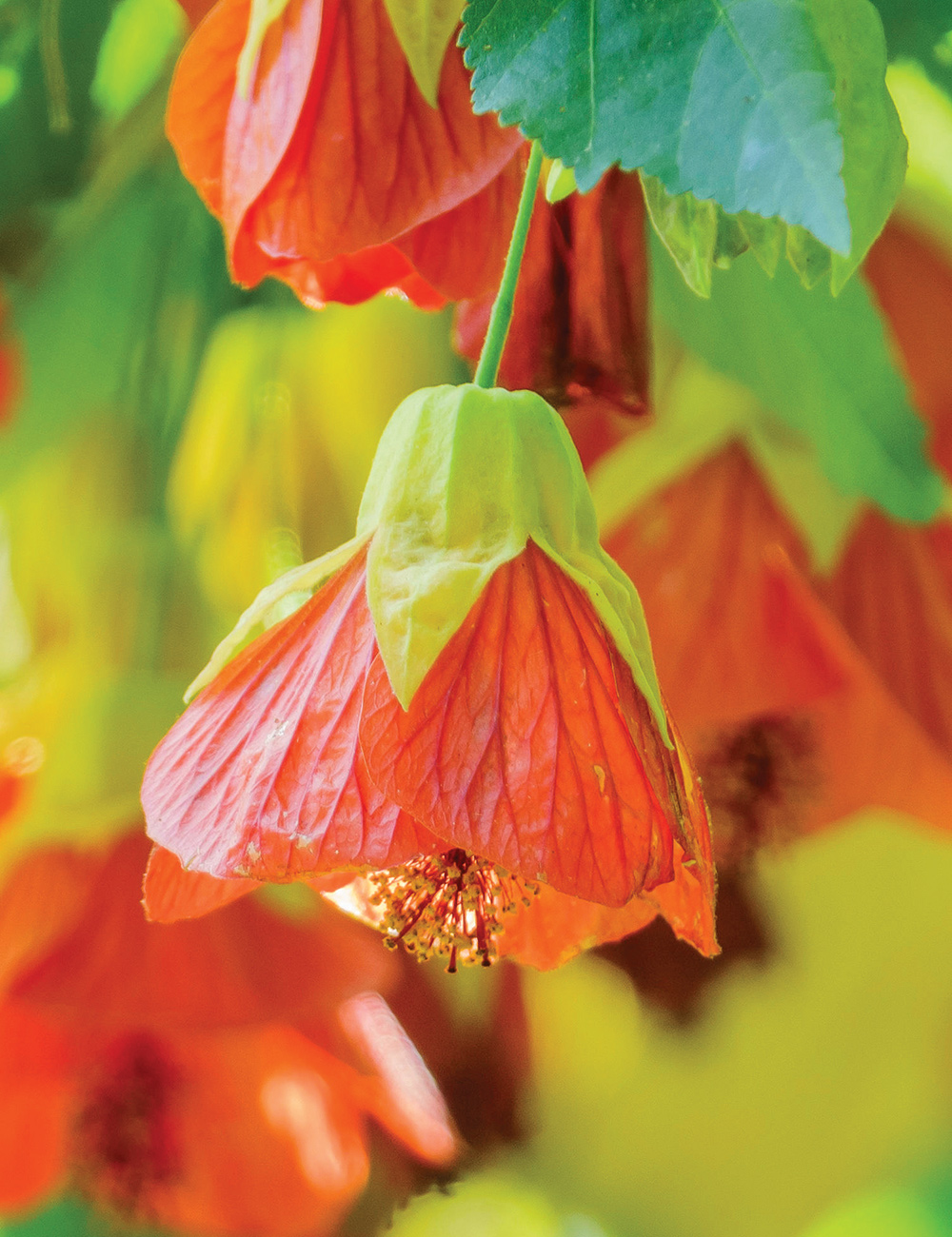 Abutilon 'Lucky Lantern Tangerine'