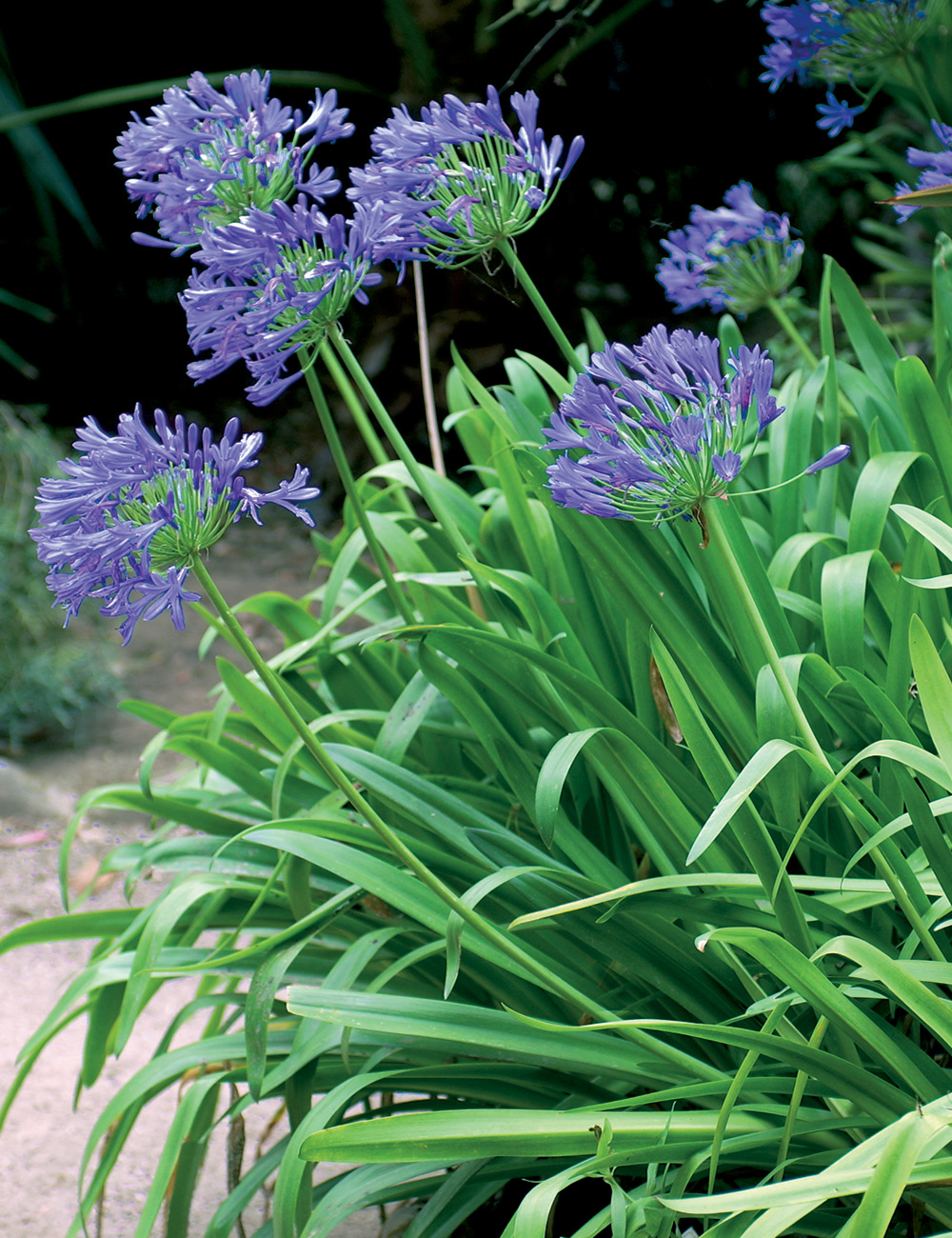 Agapanthus 'Purple Cloud'