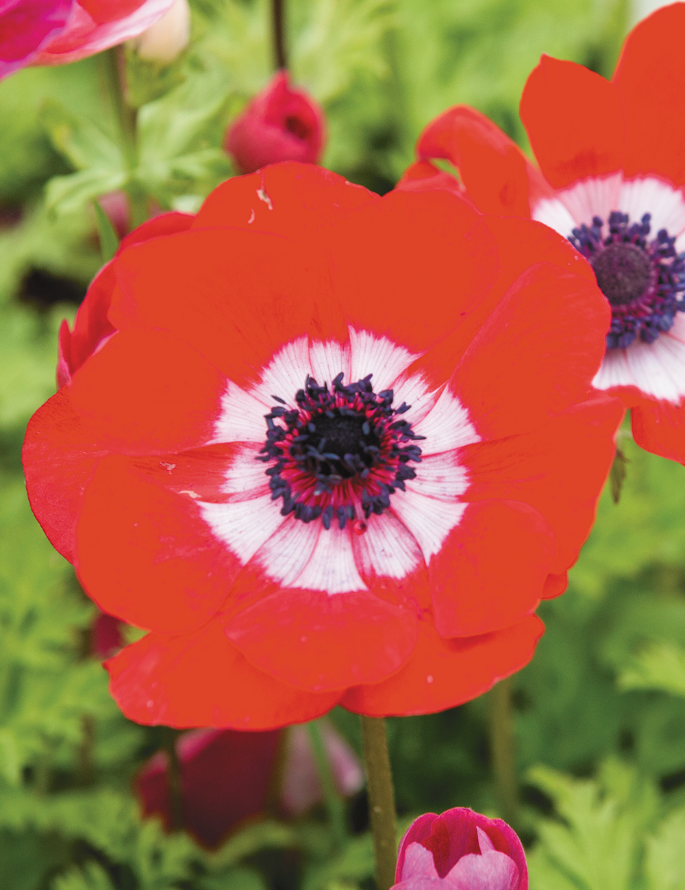 De Caen Anemone 'Red'