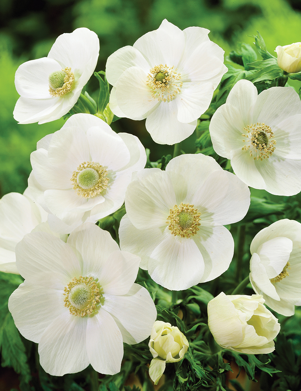 De Caen Anemone 'White'