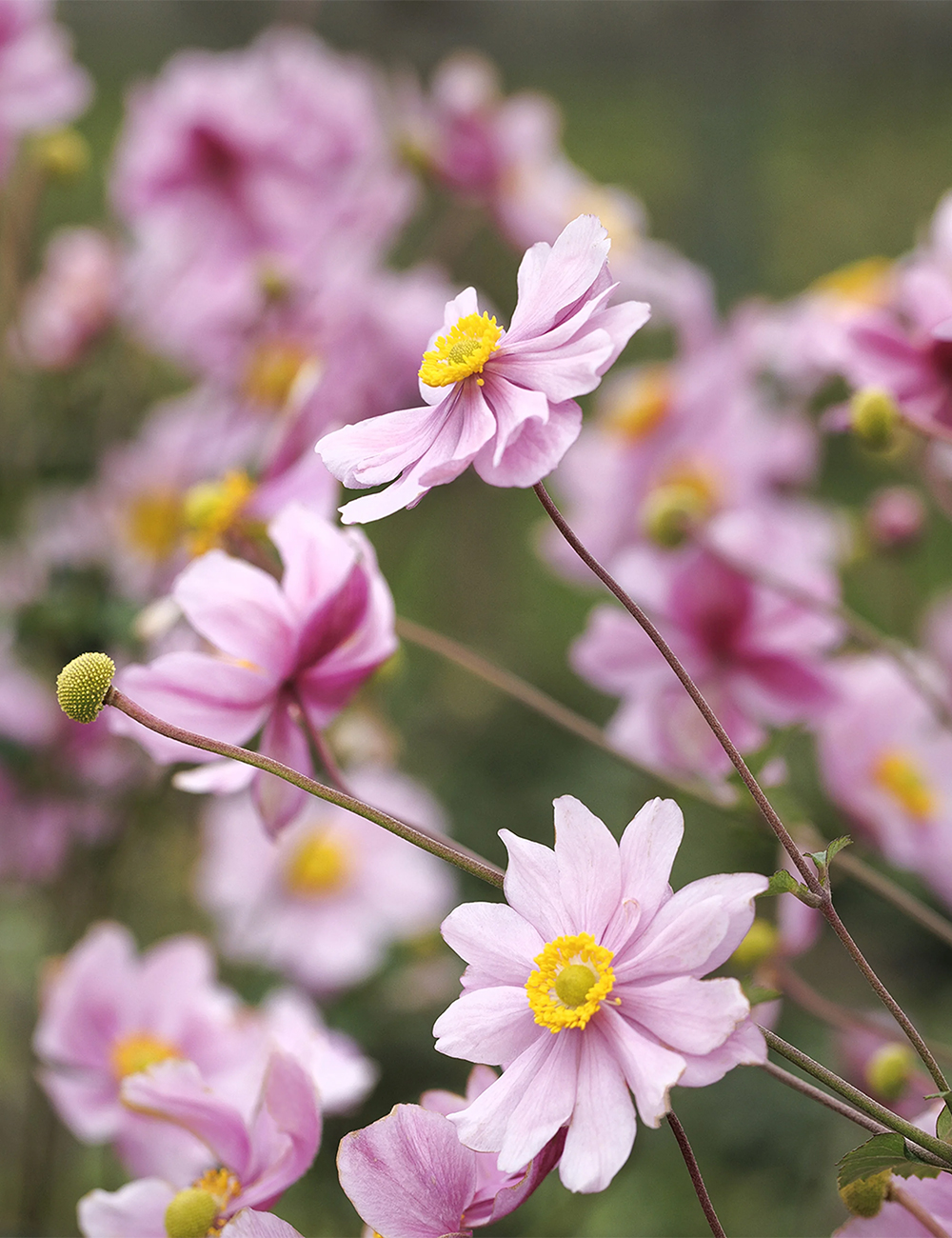 Japanese Anemone 'Serenade'