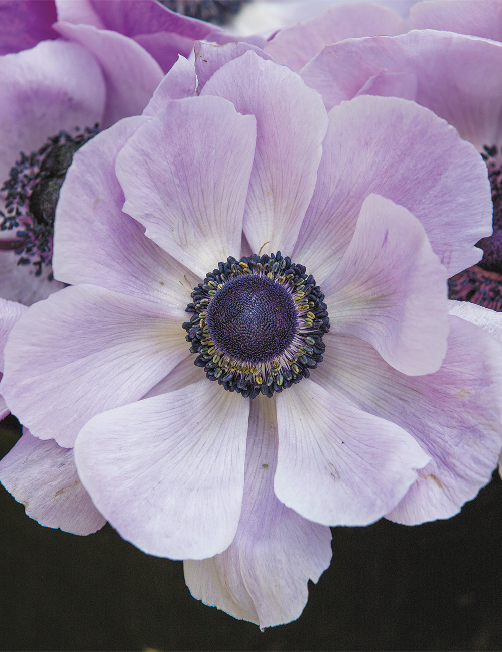 Mistral Anemone 'Rarity'