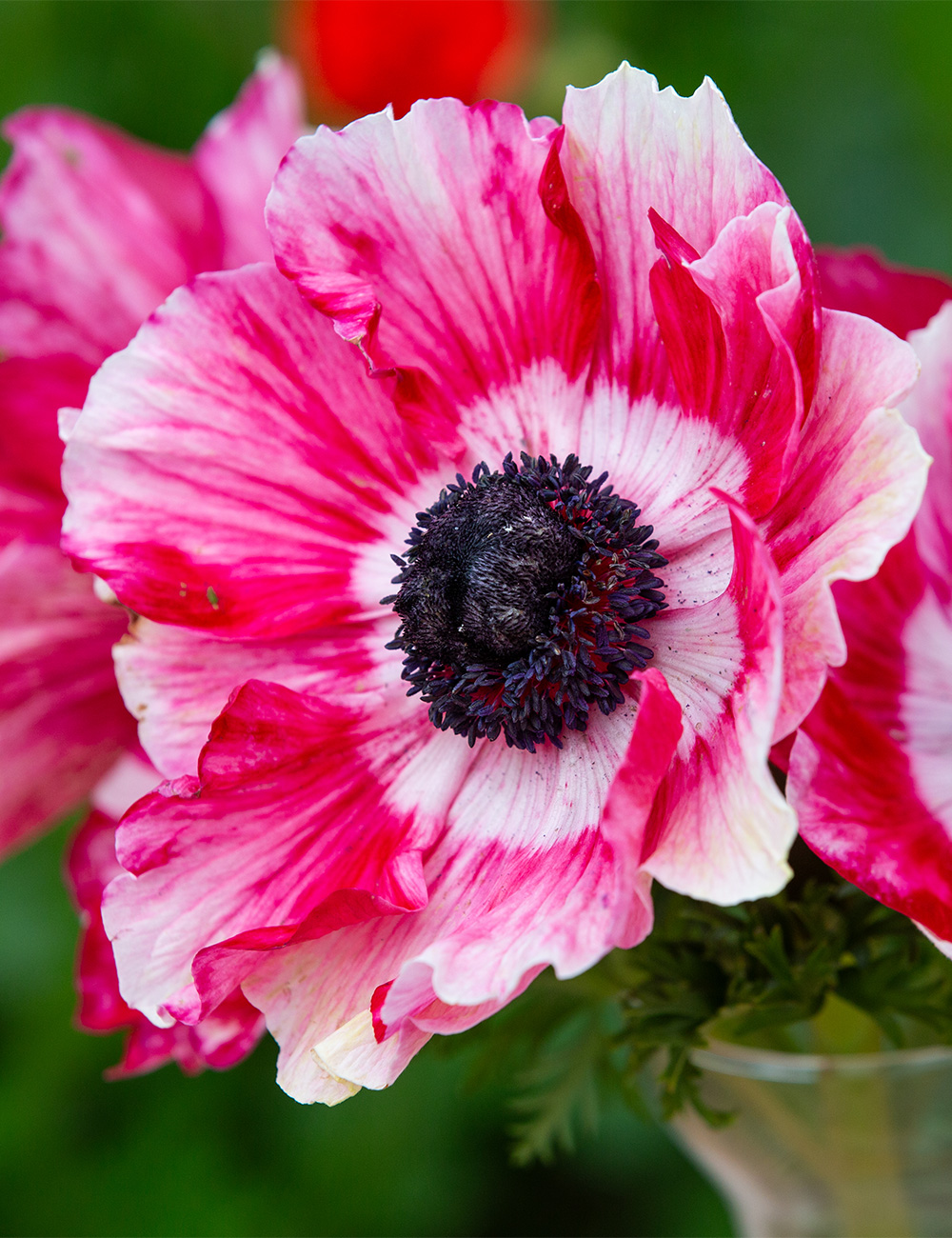 Mistral Anemone 'Tigre'