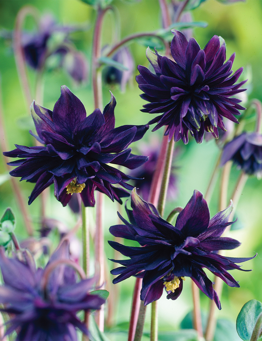 Aquilegia 'Black Barlow'