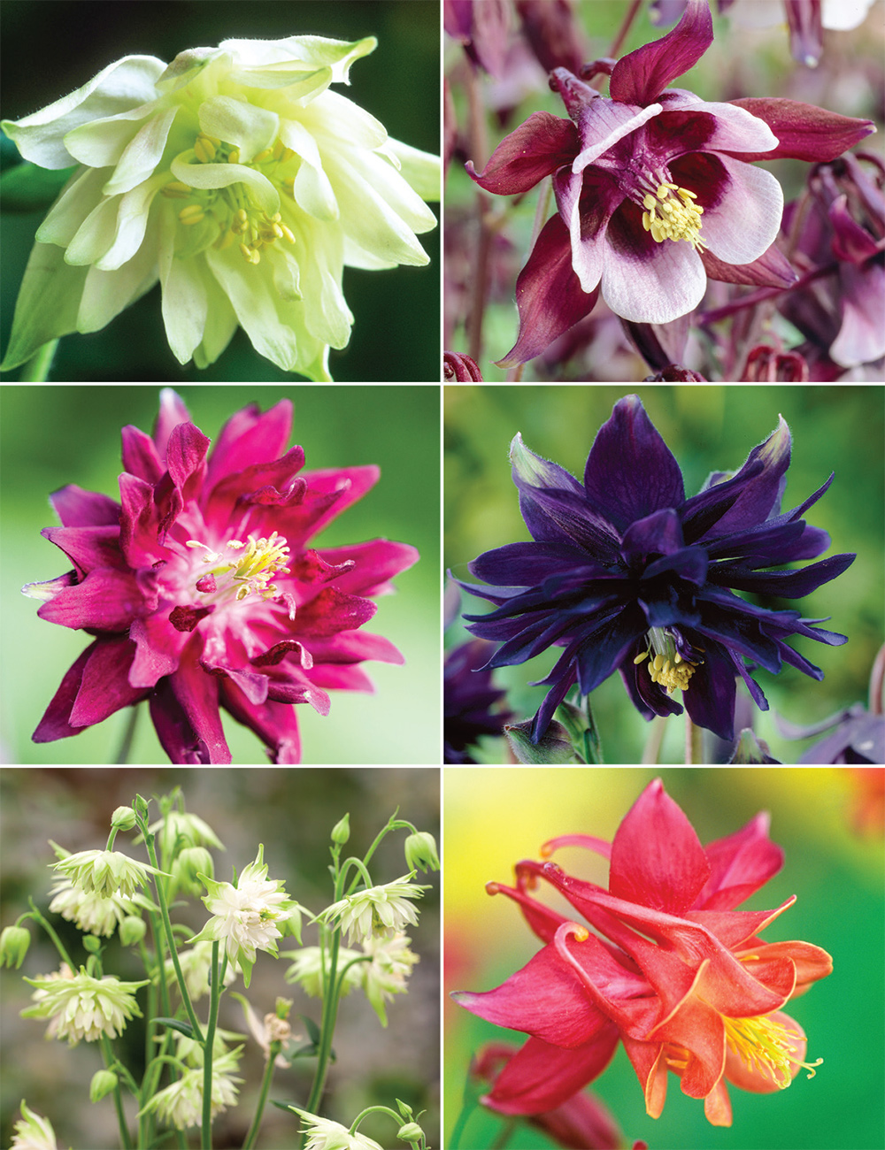 Aquilegia Collection