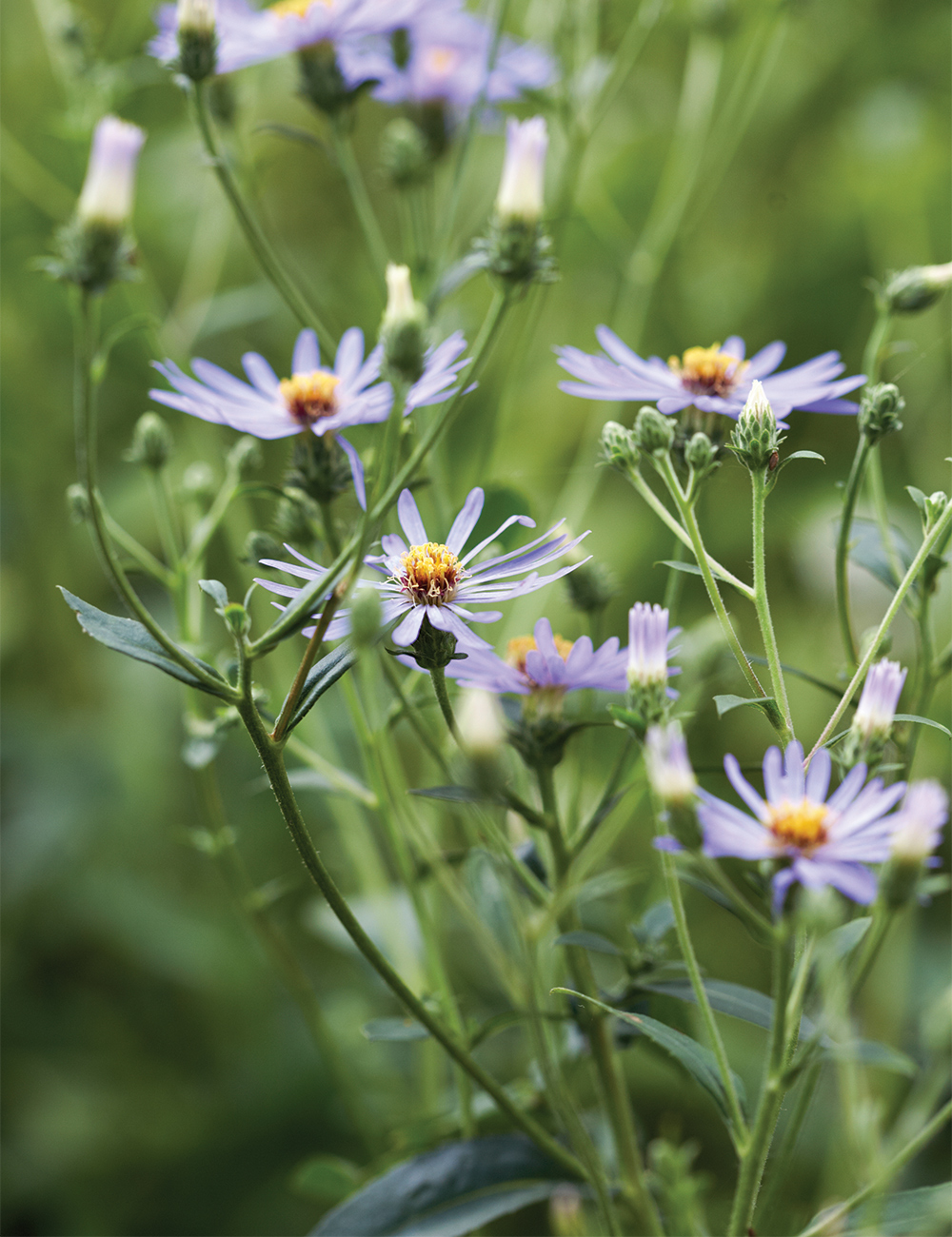 Aster 'Twilight'