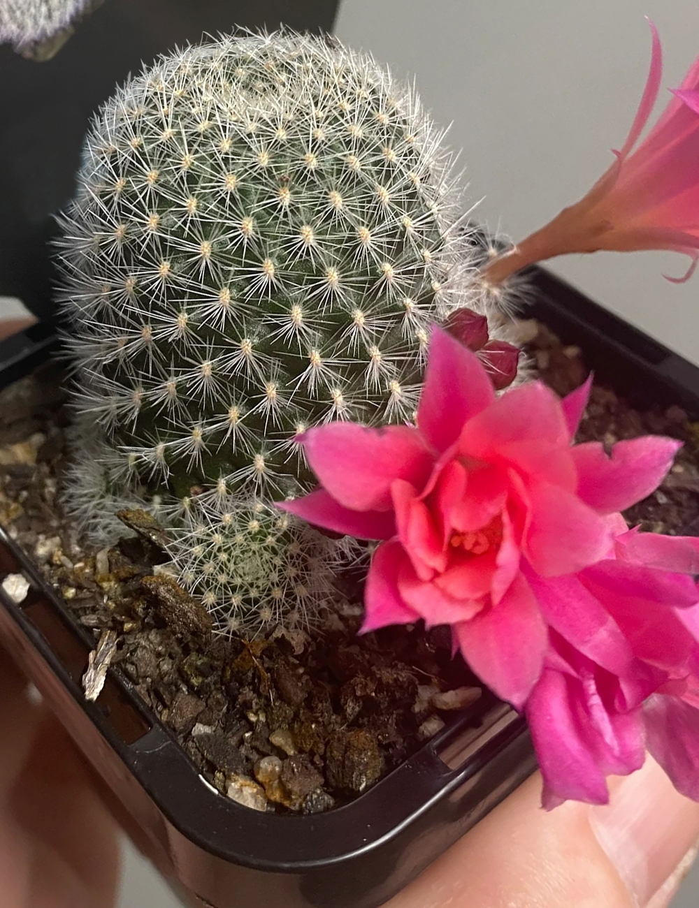 Crown Cactus 'Paradisian Pink'