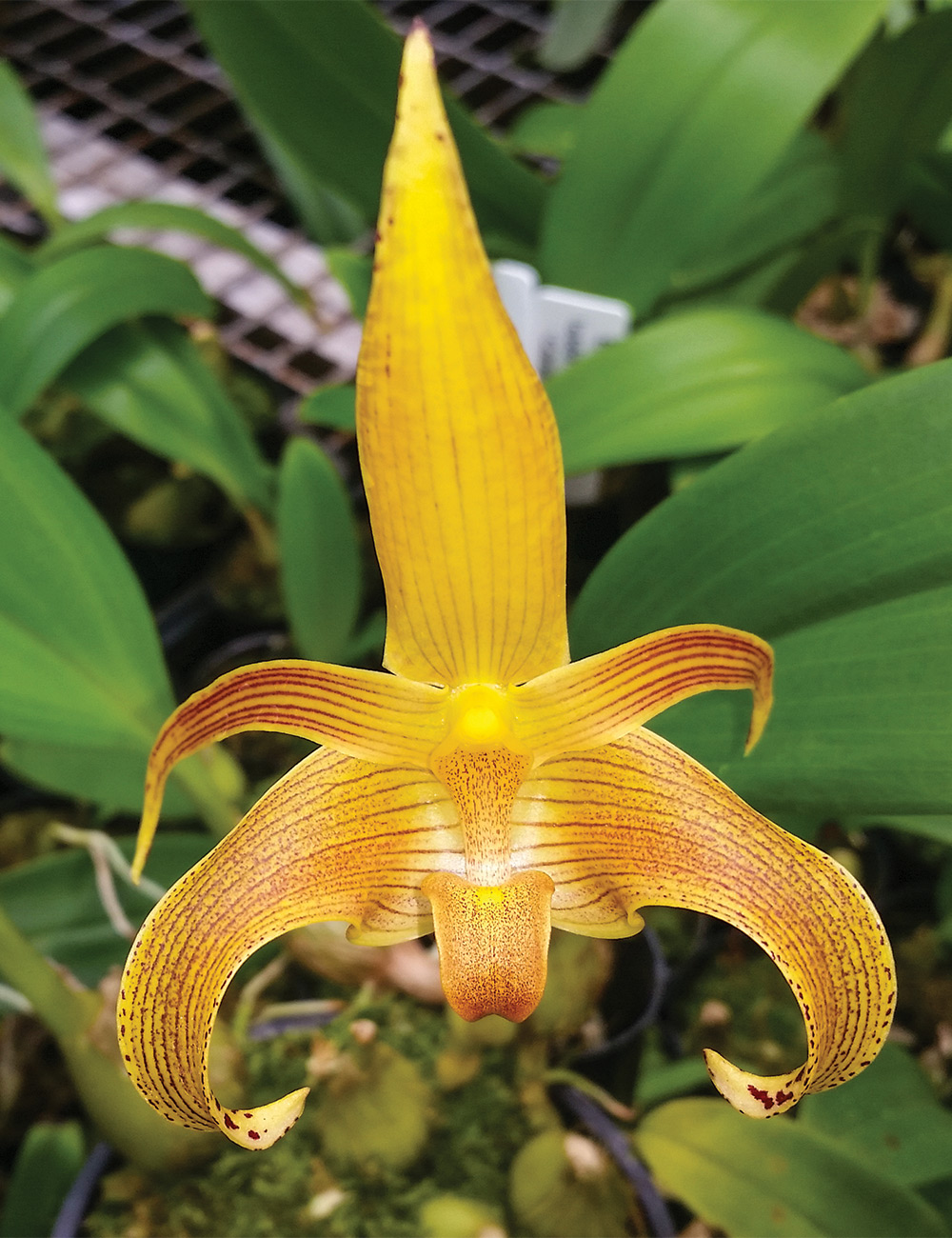 Bulbophyllum Orchid Gigantea