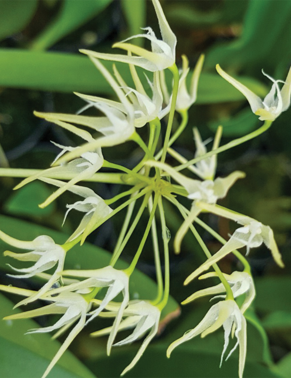 Southeat Asian Bulbophyllum