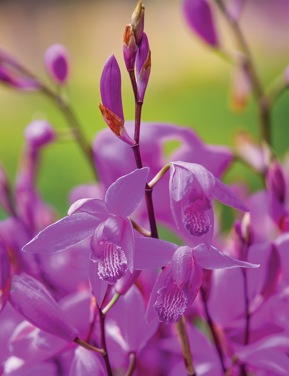 Chinese Ground Orchid Pink