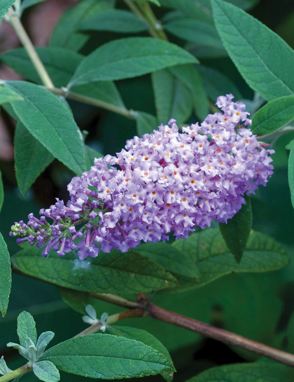 Butterfly Bush 'Leah Blue'