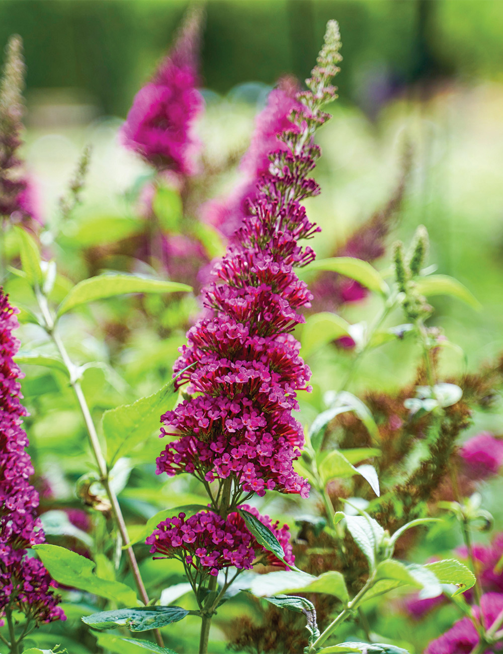 Butterfly Bush 'Leah Raspberry'