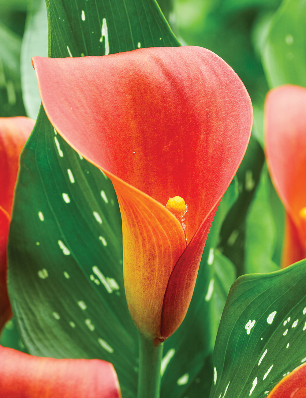 Calla Lily 'Bloody Mary'