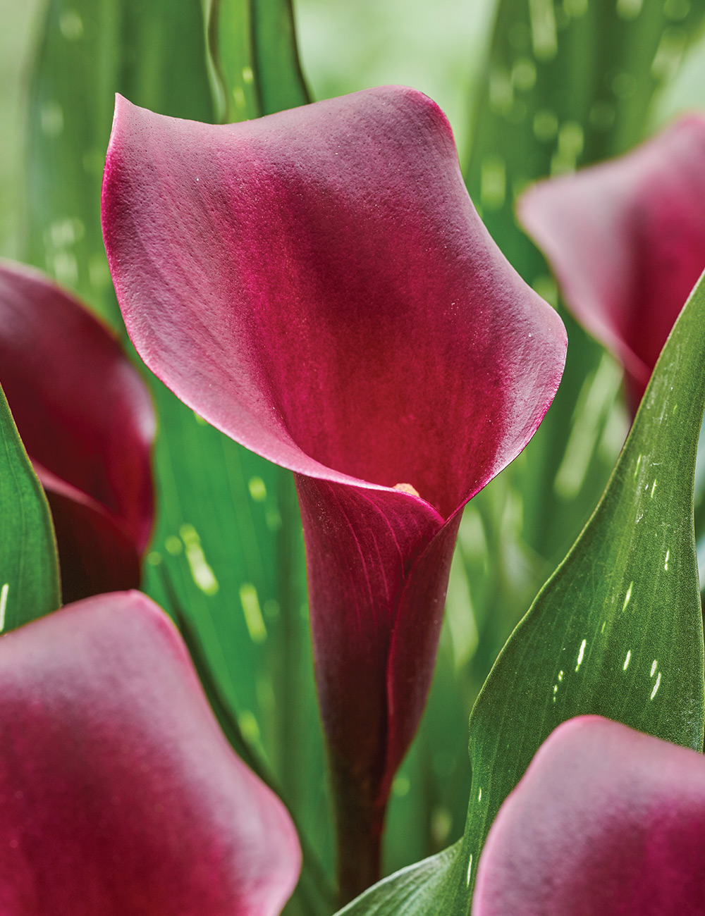 Calla Lily 'Durban'