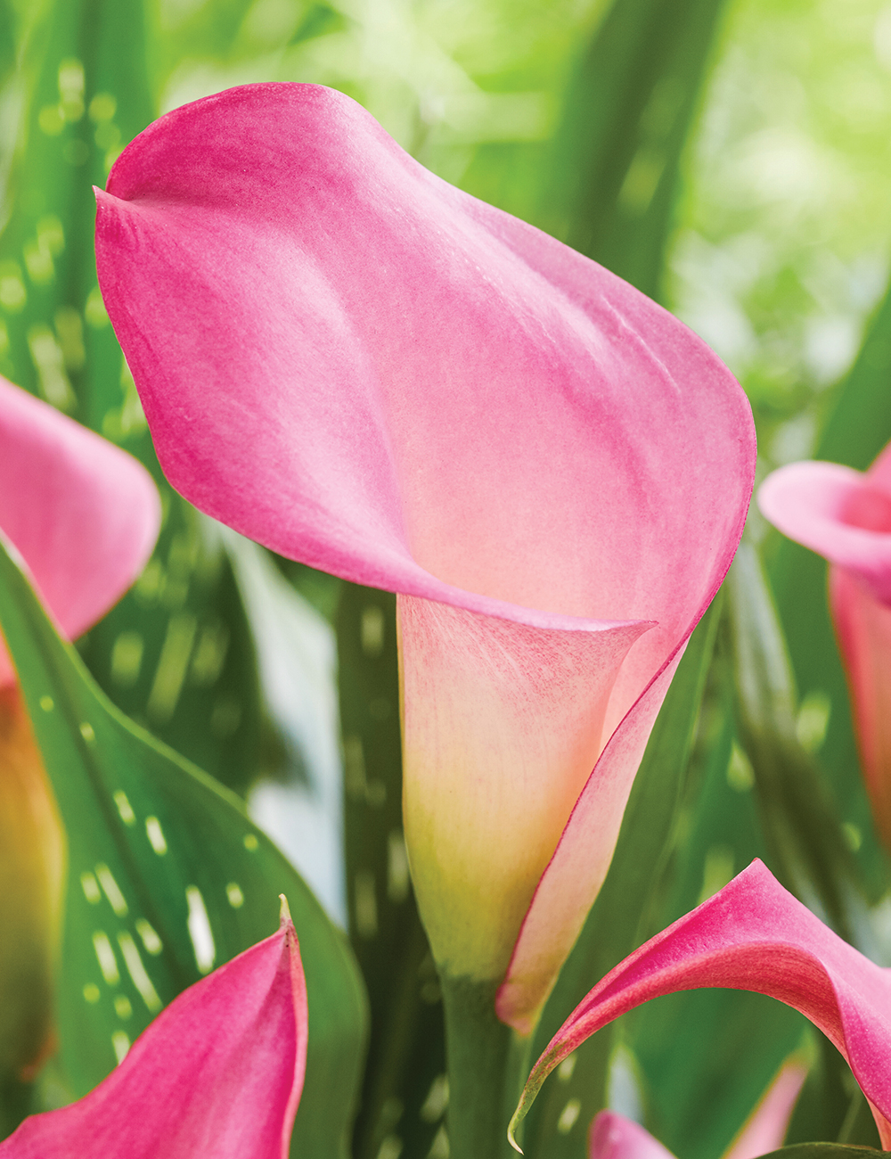 Calla Lily 'Peter's Pride'