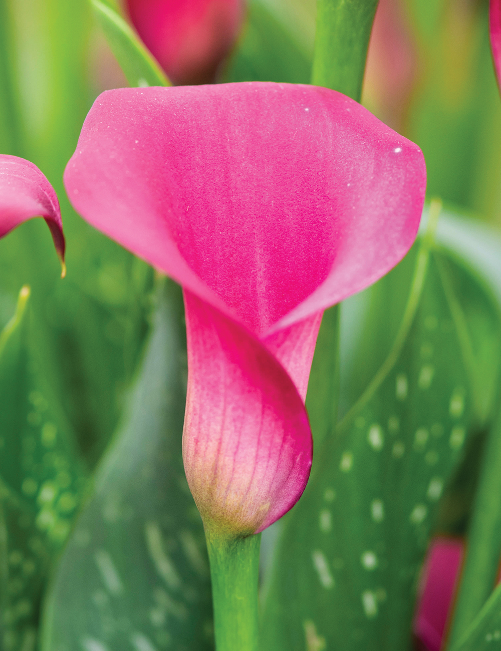 Calla Lily 'Pink Harmony'