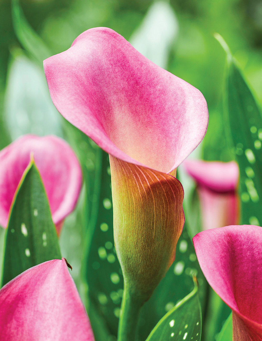 Calla Lily 'Royal Plum'
