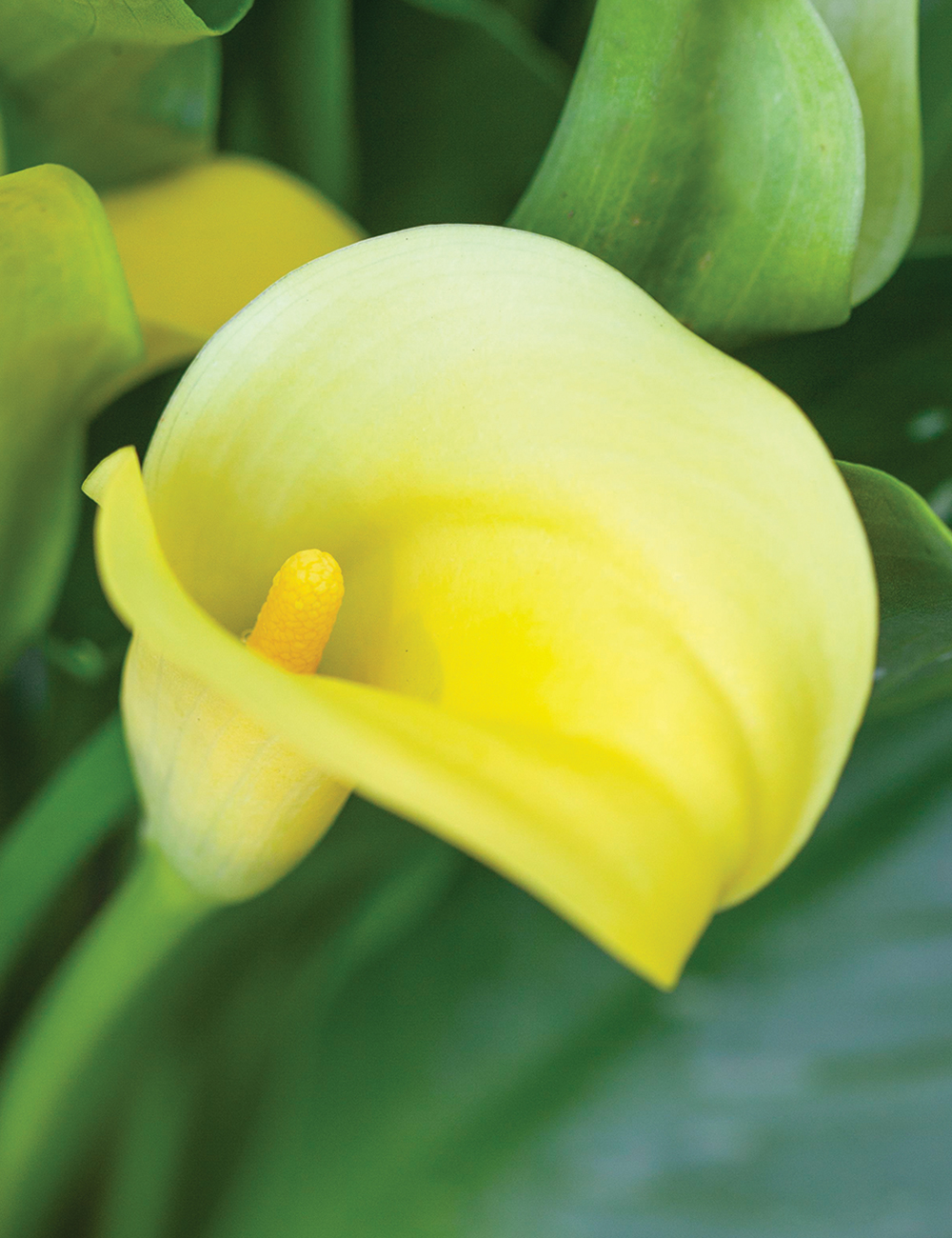 Calla Lily 'Sun Club'
