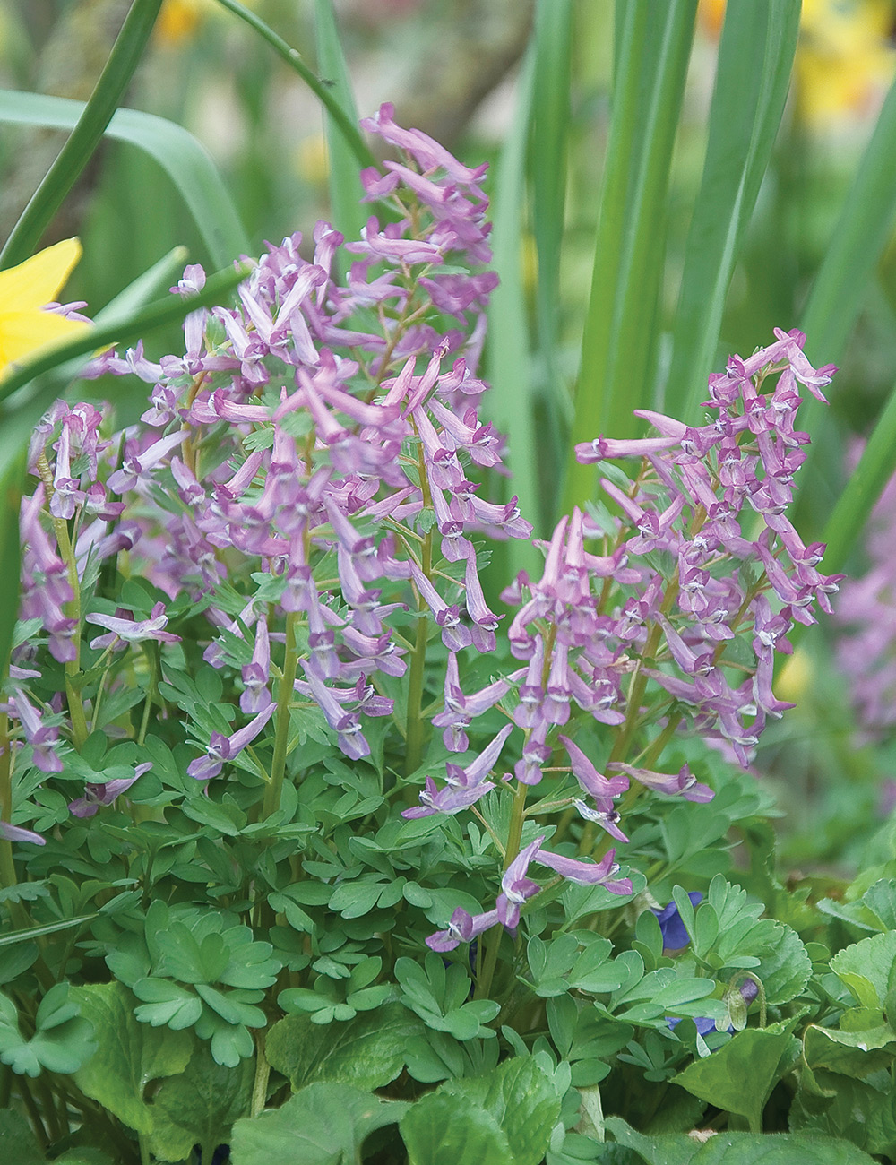 Corydalis 'Mountain Incense'