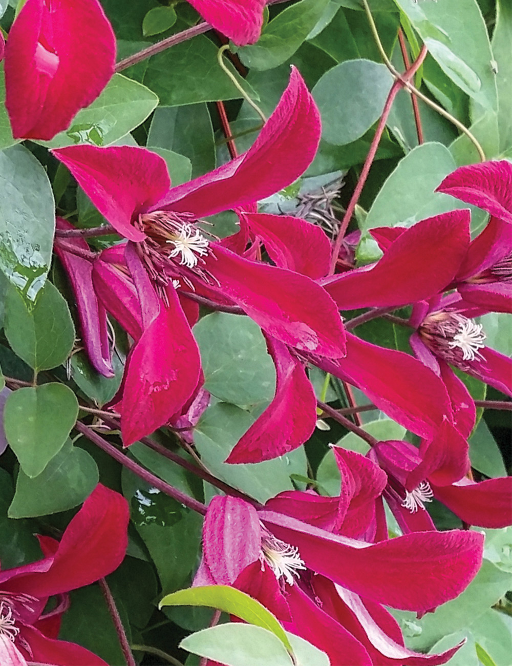 Clematis 'Gravetye Beauty'