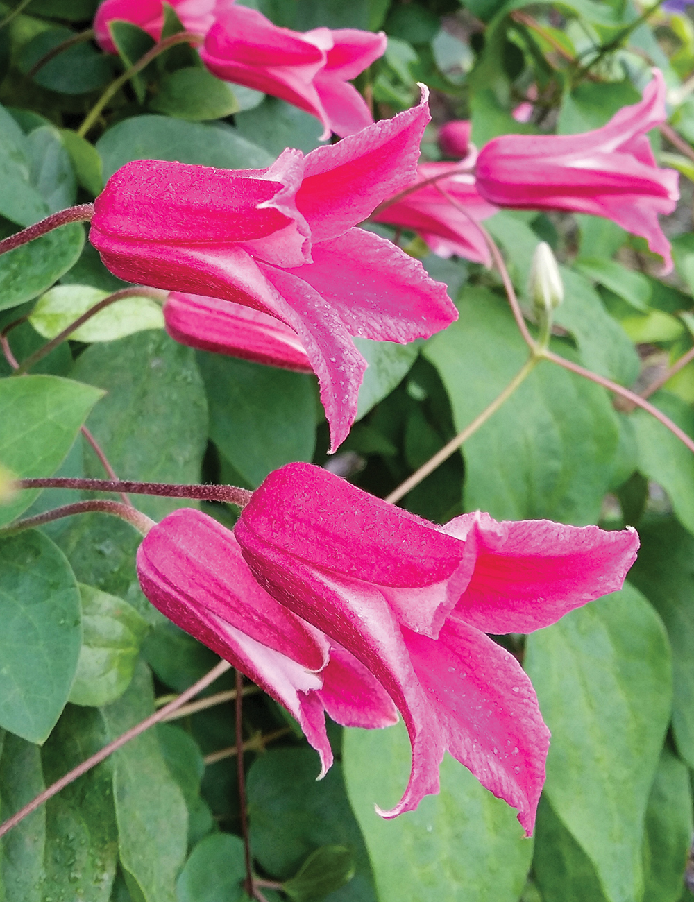 Clematis 'Princess Diana'