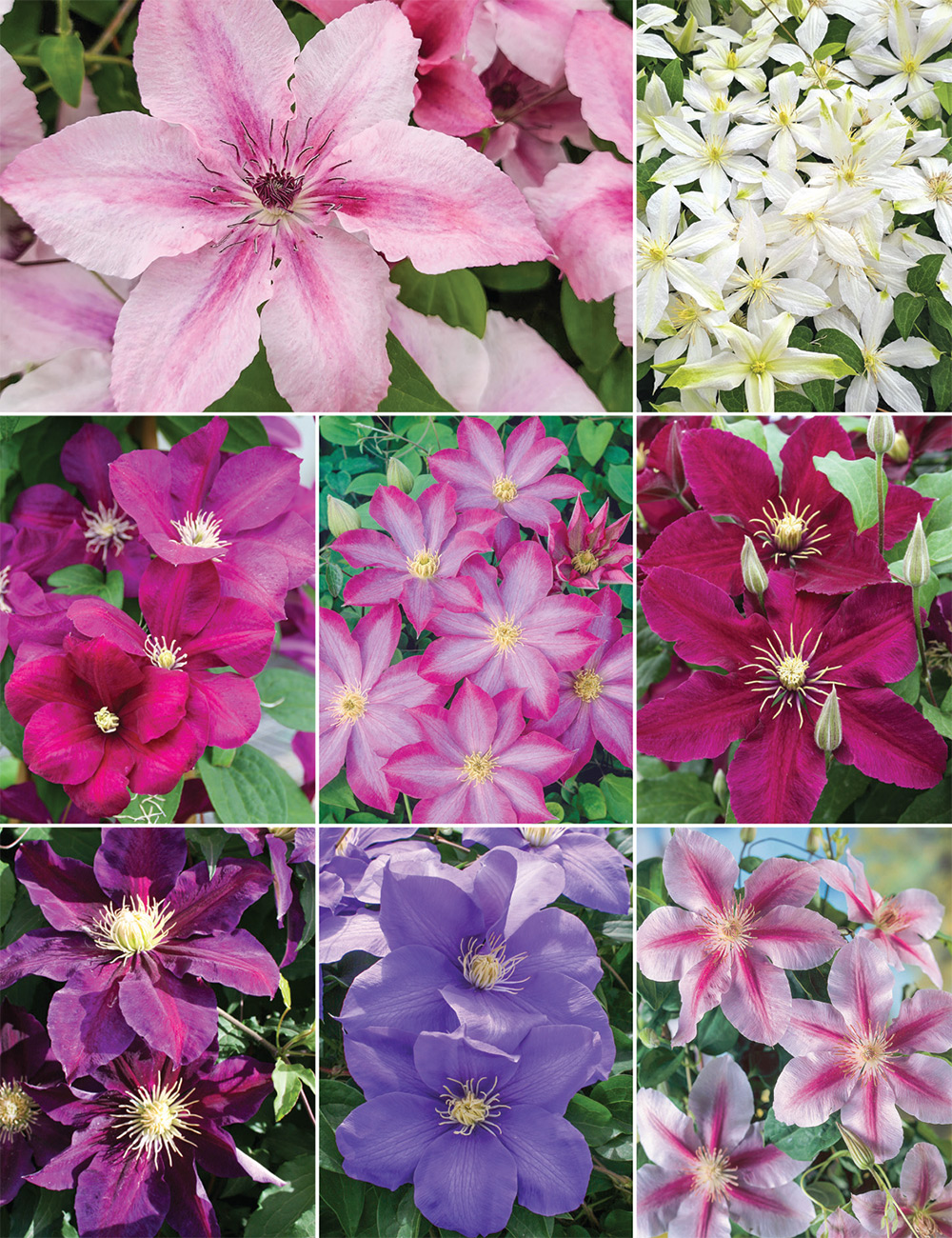 Clematis Jackmanii Hybrid Collection