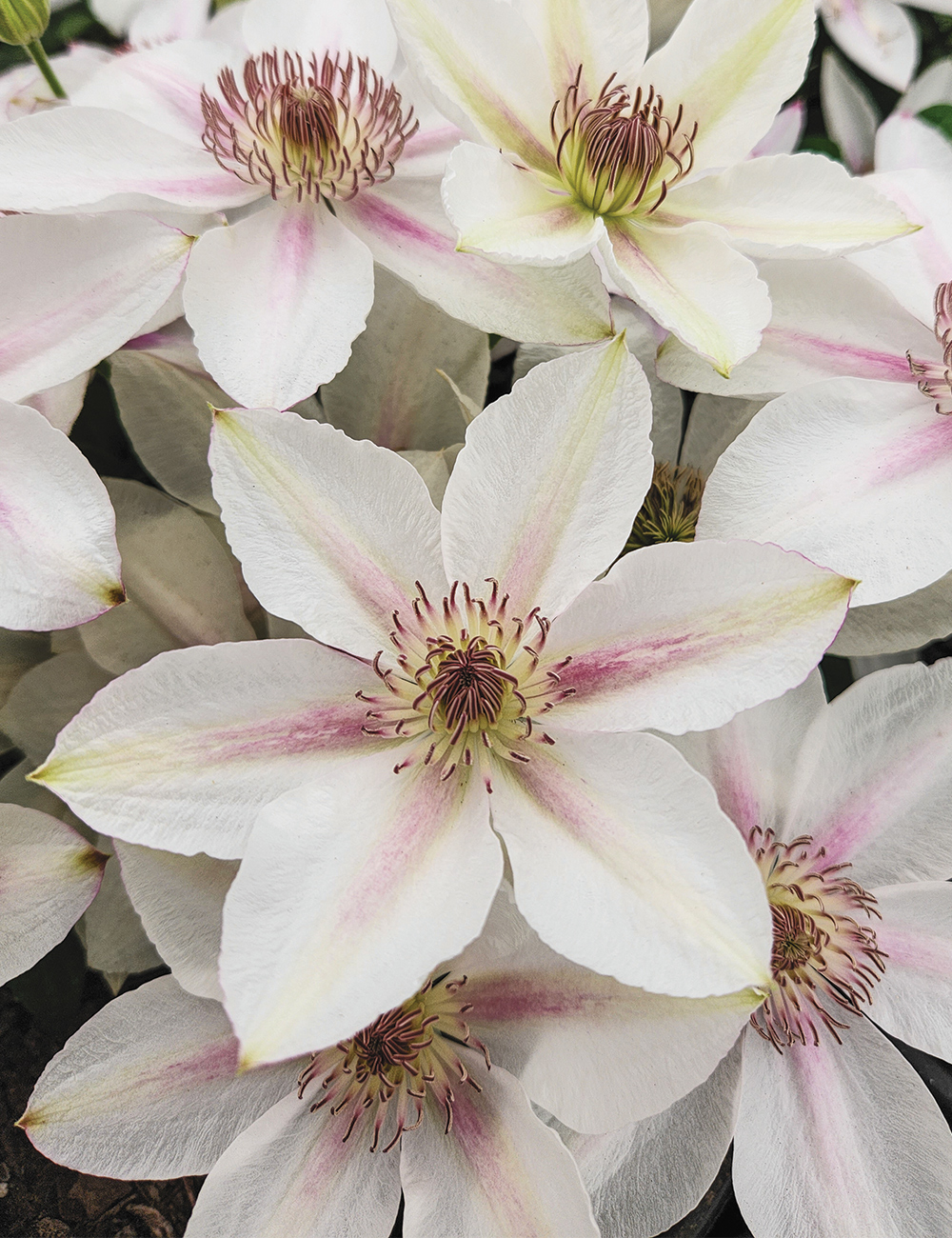 Clematis Jackmanii Hybrid 'Corinne' (Evipo063)