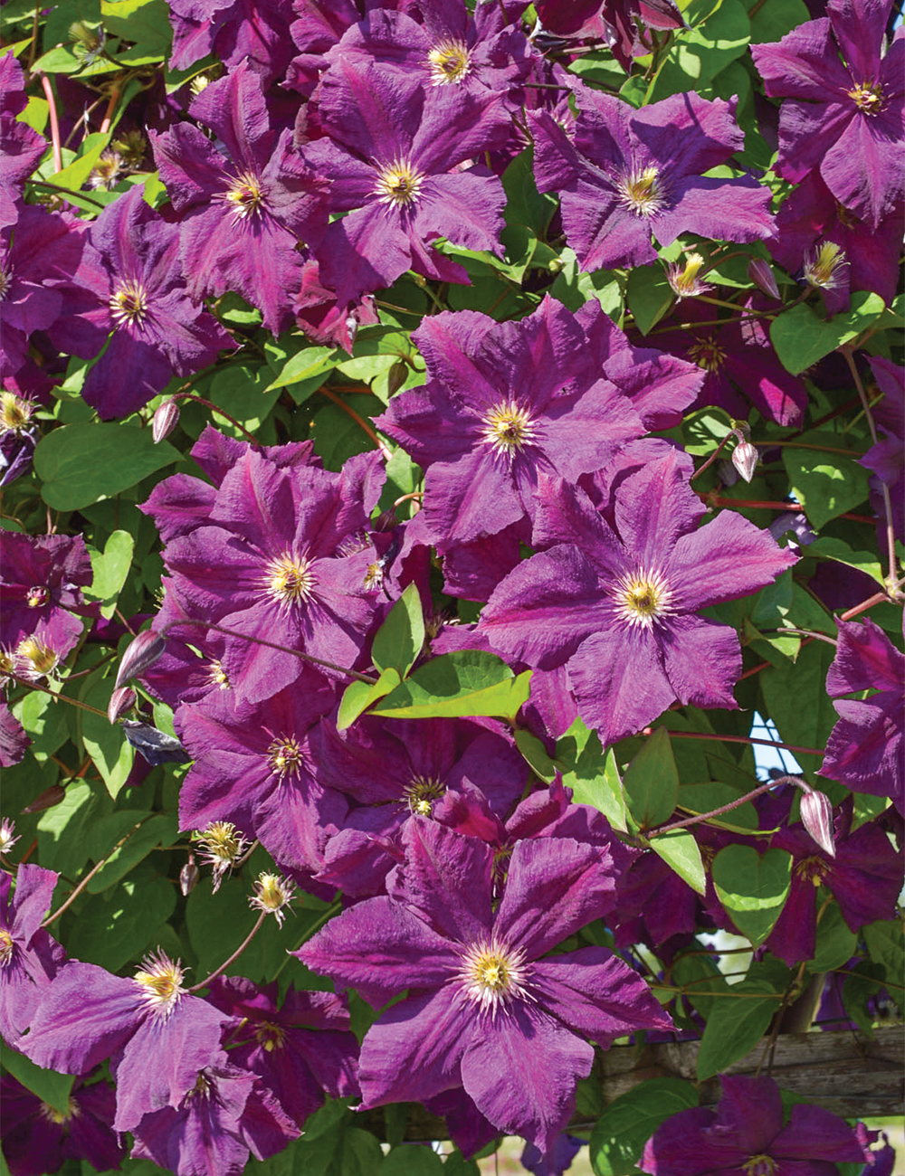 Viticella Hybrid Clematis 'Grunwald'