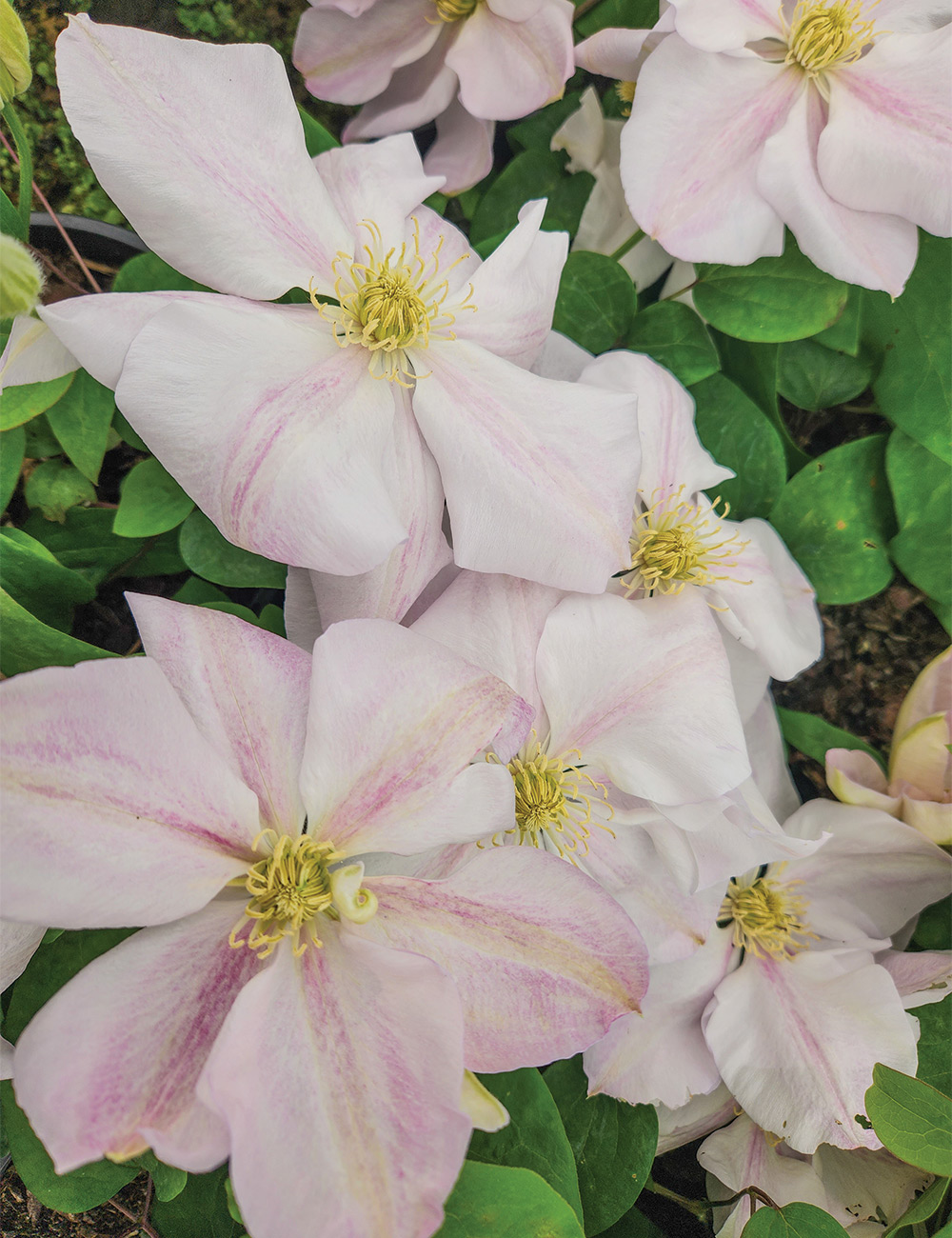Clematis Jackmanii Hybrid 'Innocent Blush'