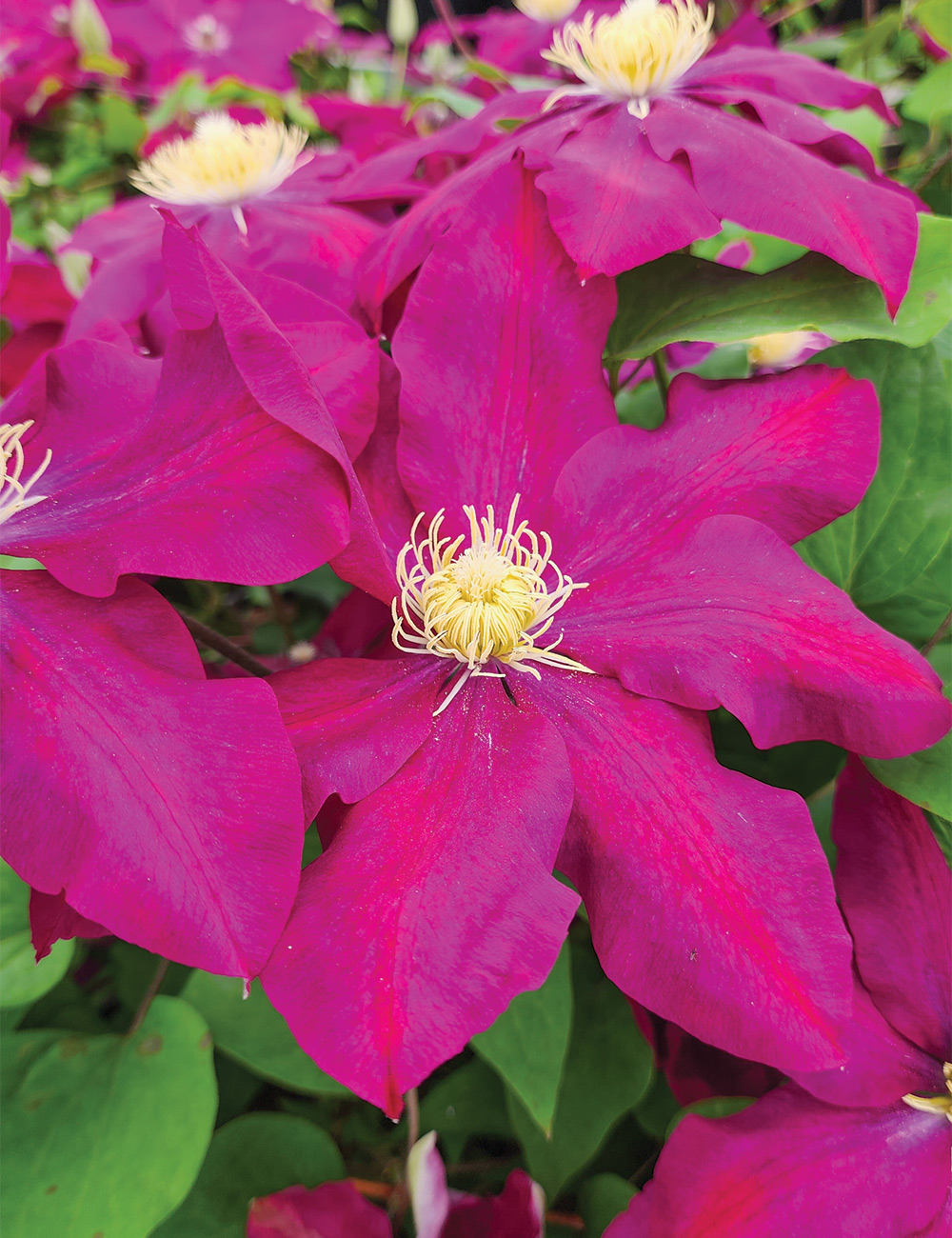 Clematis Jackmanii Hybrid 'Lech Kazczynski'