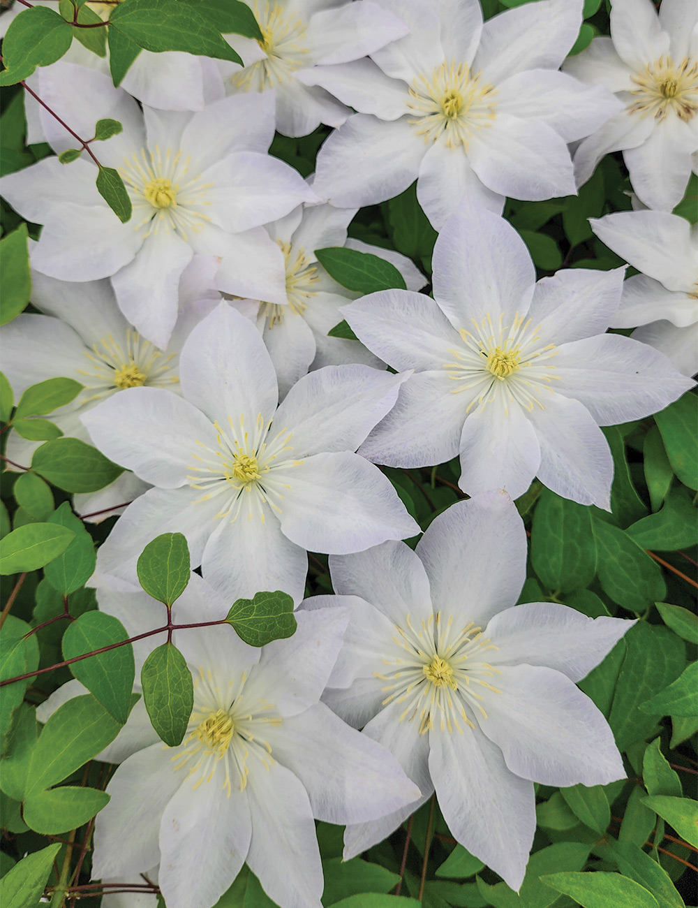 Clematis Jackmanii Hybrid 'Shirotaka'