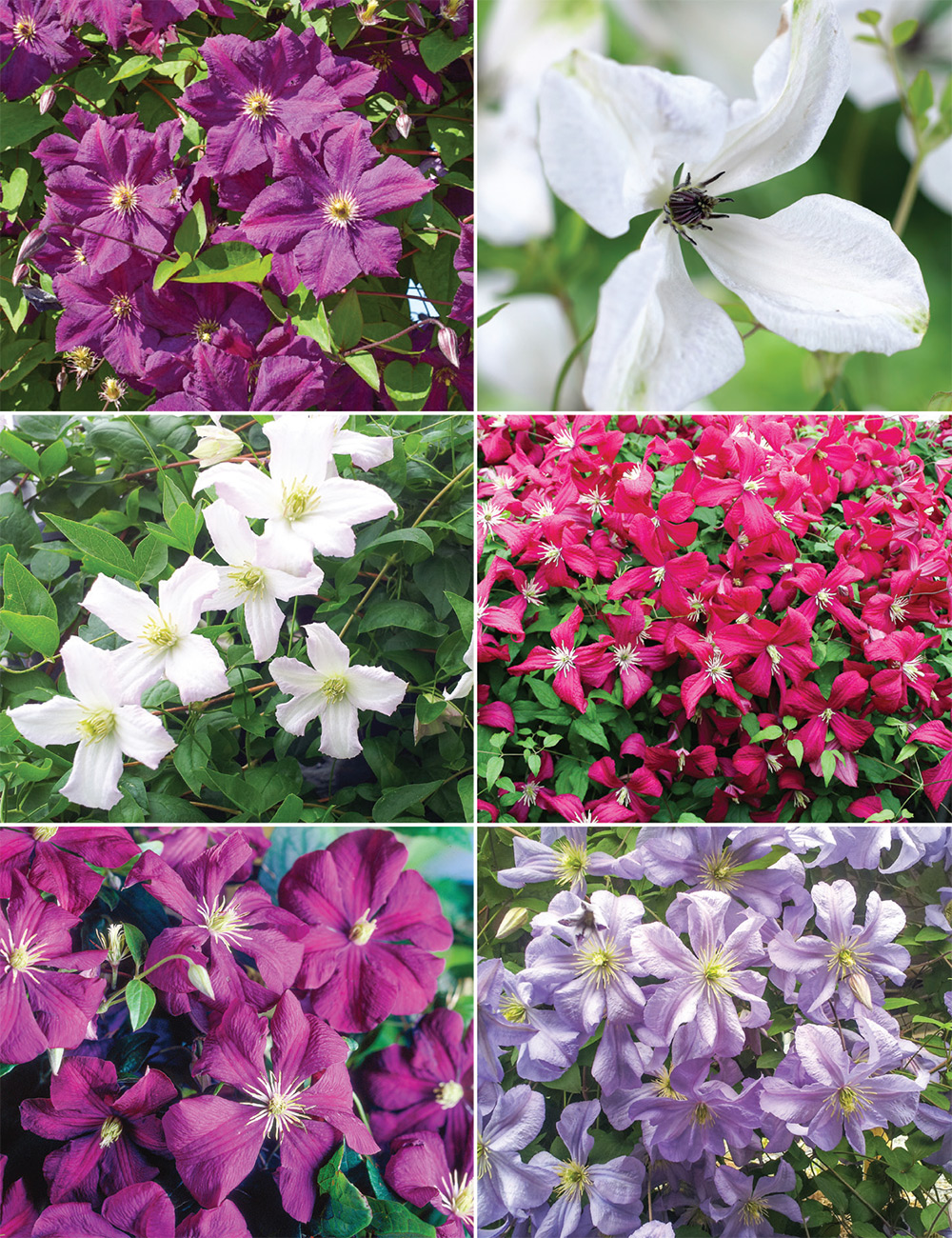 Clematis Viticella Collection