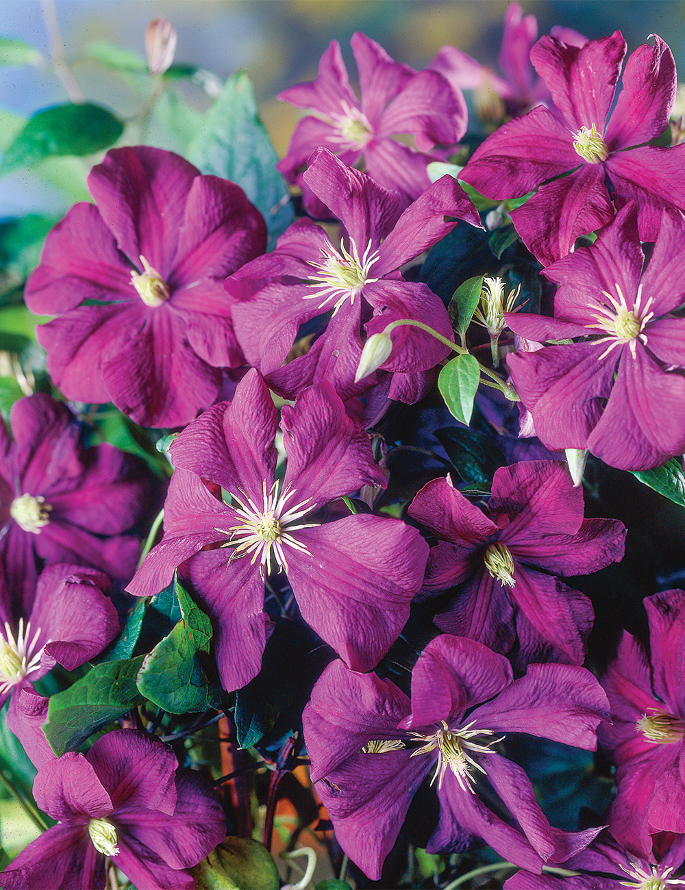 Clematis Viticella 'Etoile Violette'