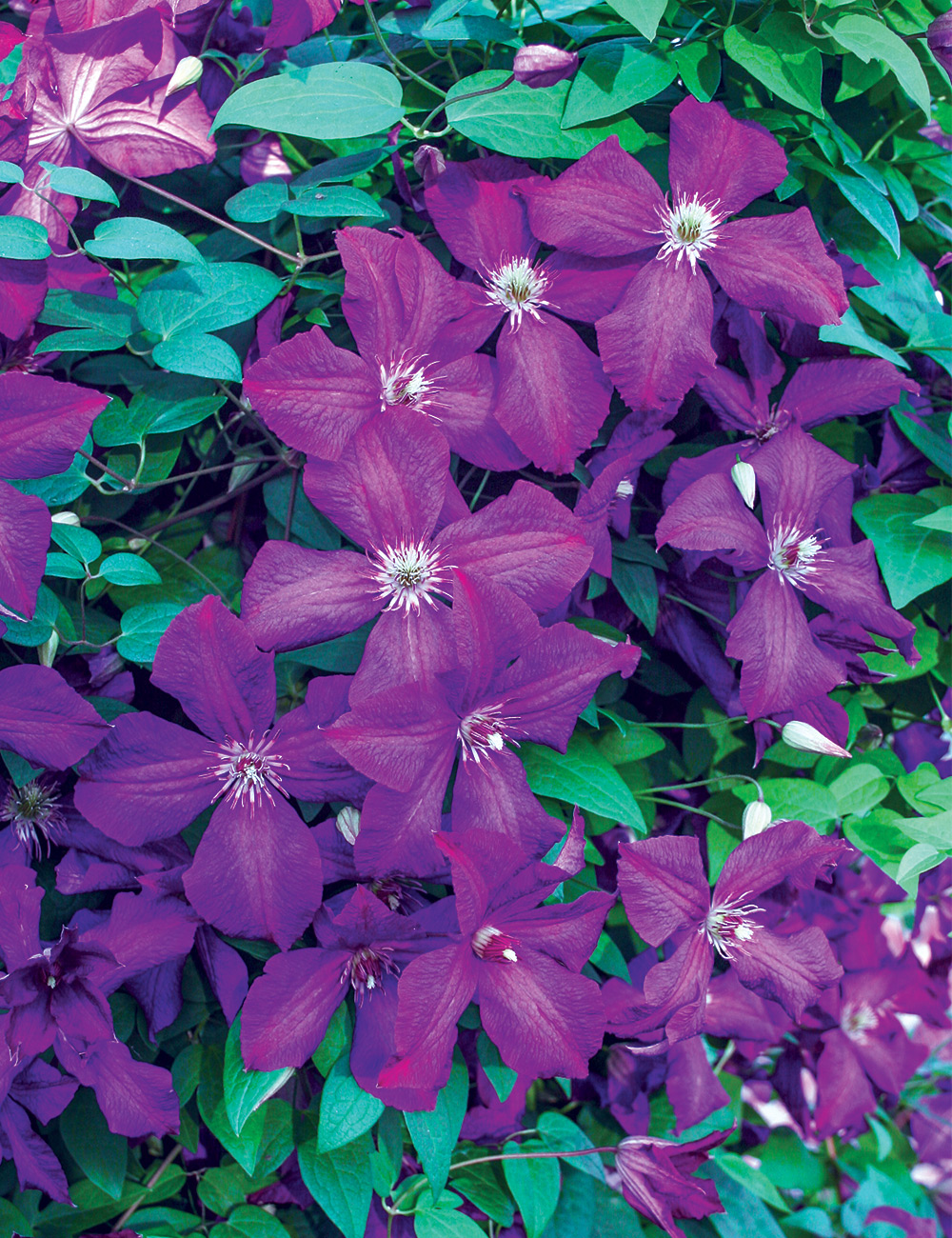 Clematis Viticella 'Polish Spirit'