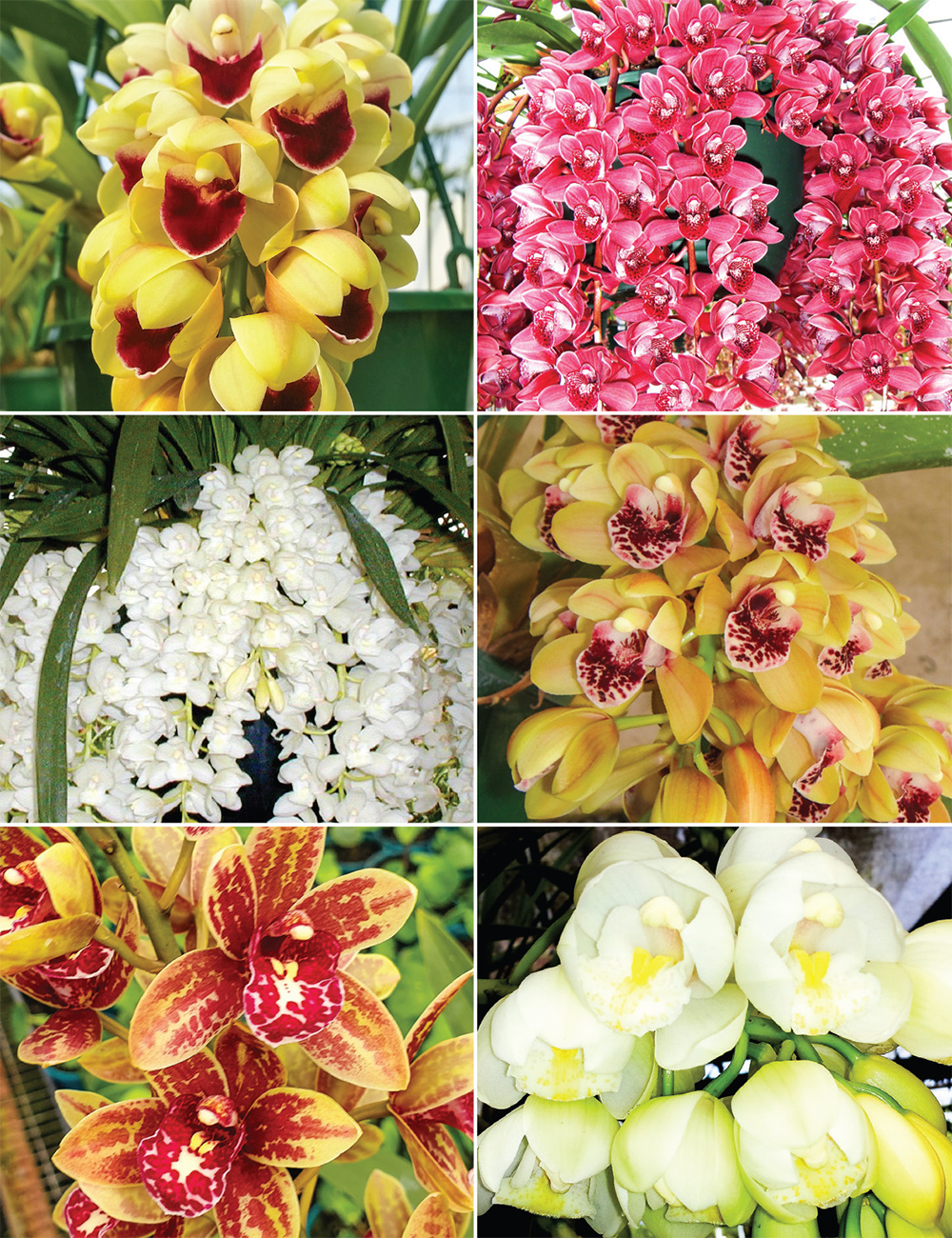 Cascading Cymbidium Orchids Collection