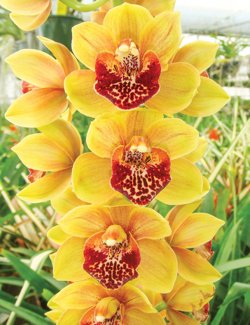 Cymbidium Orchid Bulbarrow x (Brookstreet x Last Tango) 'Golden Delight'