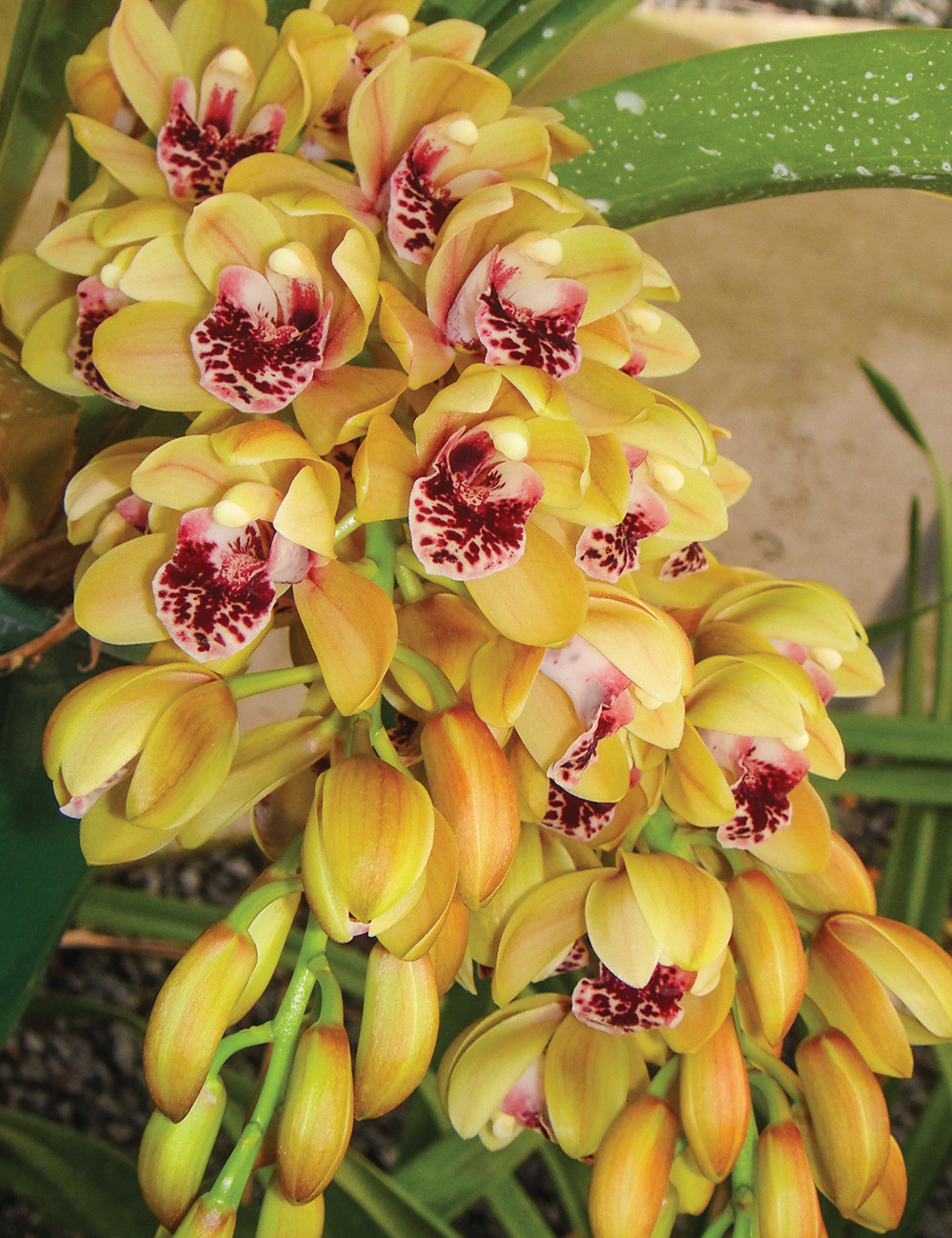 Cymbidium Orchid Mary Green 'Soft Spike'