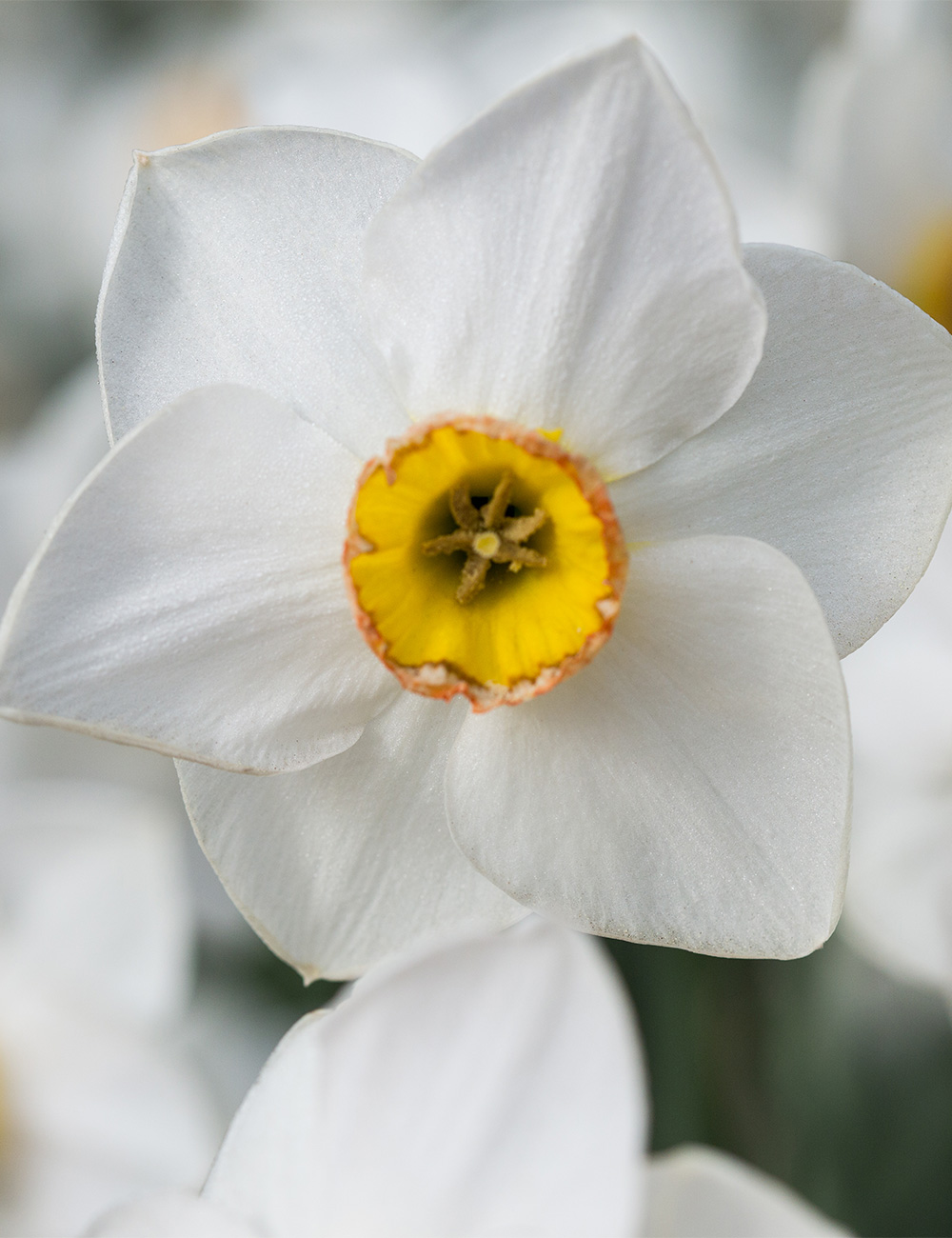 Pheasant's Eye Daffodil 'Poetry in Motion'