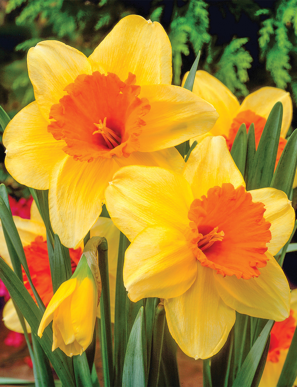Daffodil 'Fortissimo'