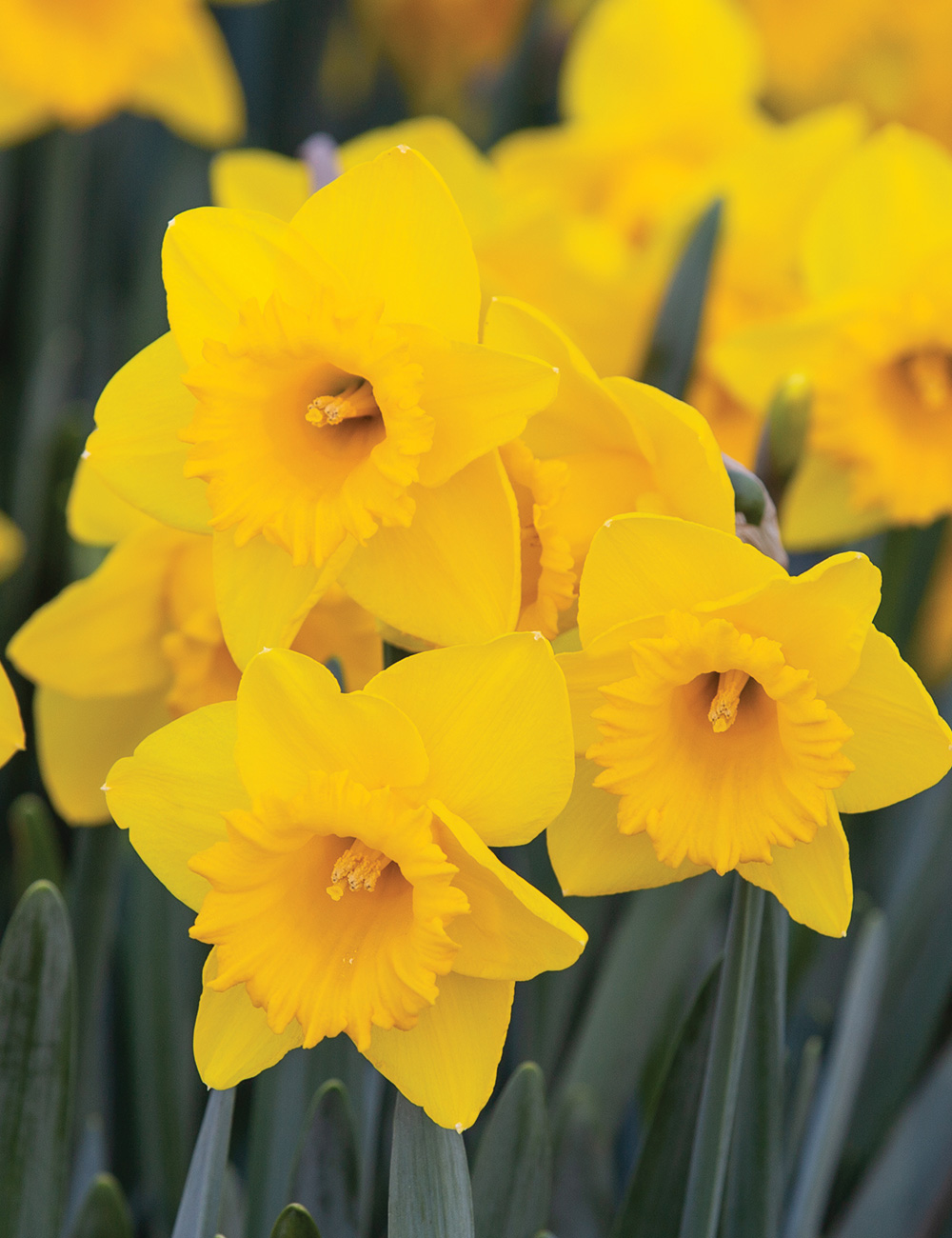 Daffodil 'Golden Lion'