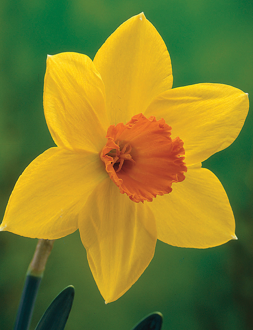 Daffodil 'Home Fires'