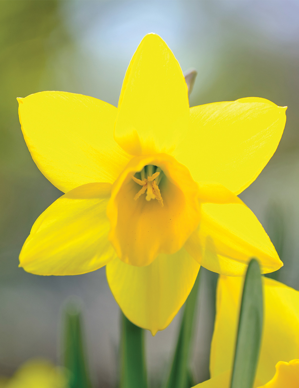 Daffodil 'Gold Carpet'