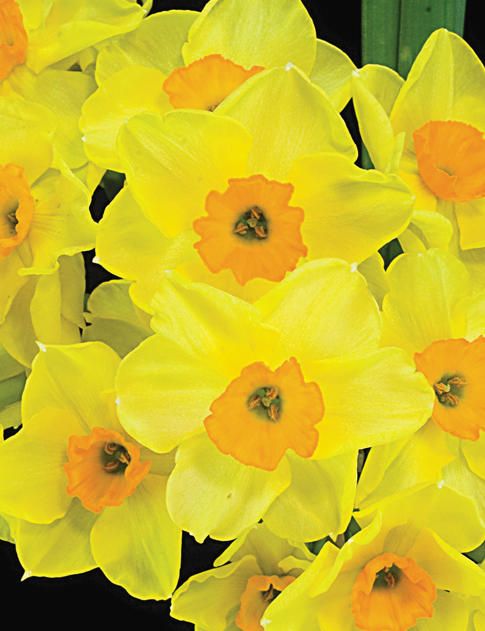 Scented Daffodil 'Golden Dawn'