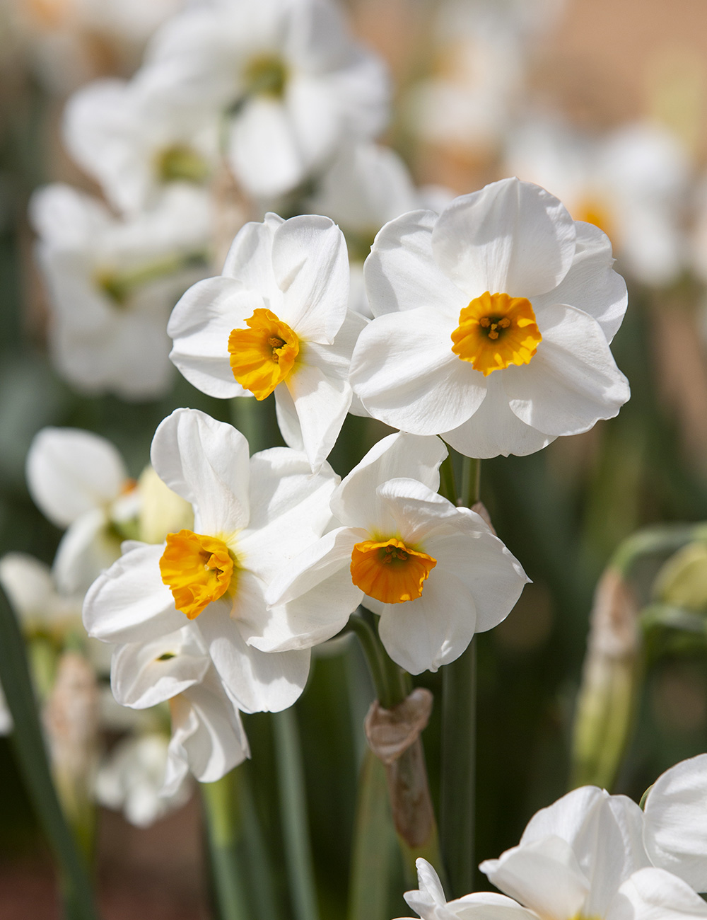 Scented Daffodil 'Geranium'