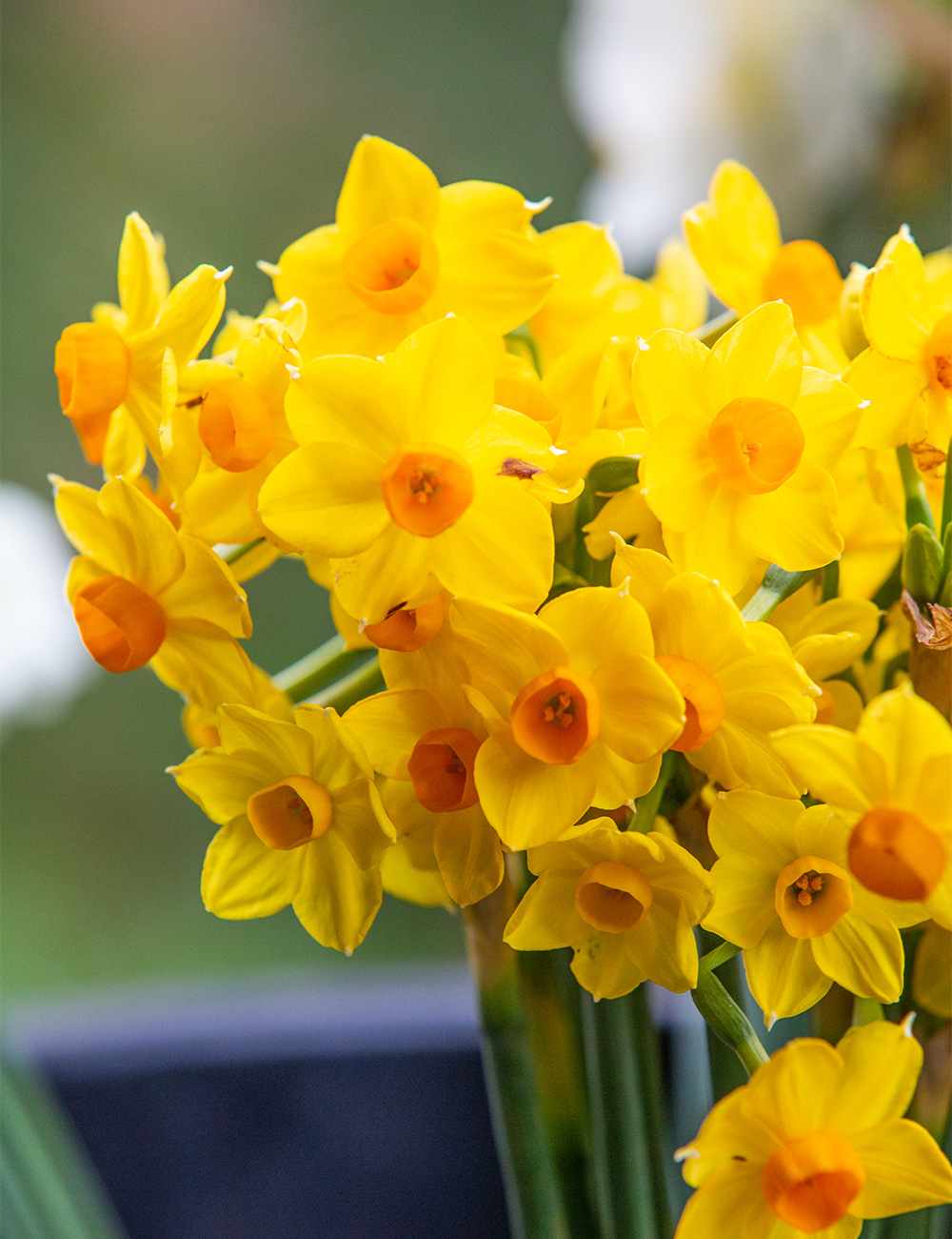 Scented Daffodil 'Soleil D'Or'