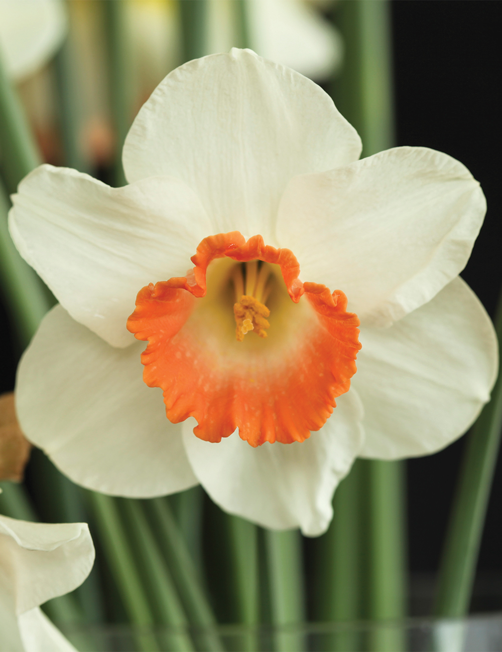 Daffodil 'Pink Charm'