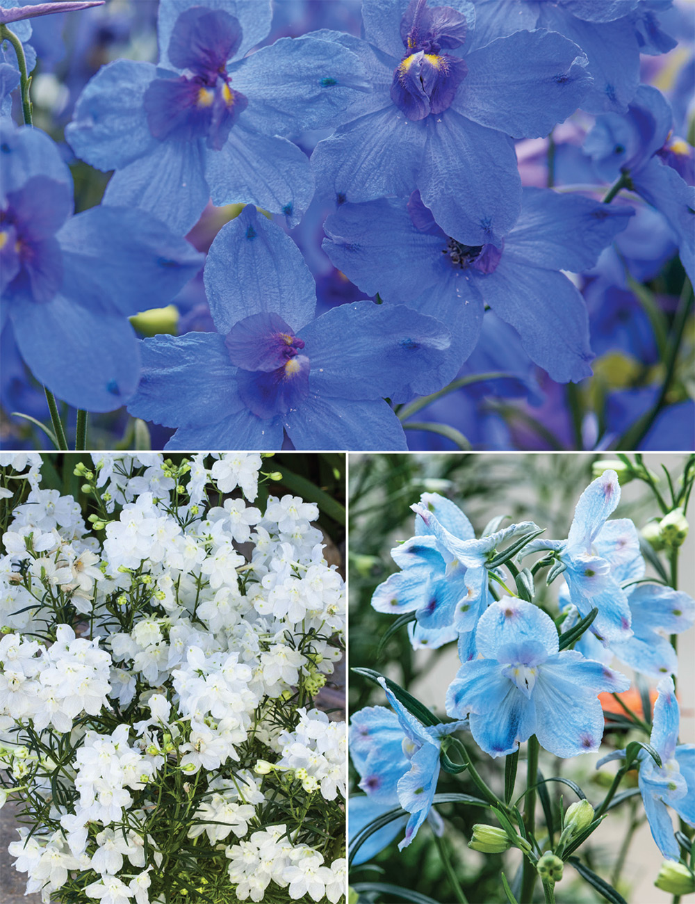 Chinese Delphiniums Collection