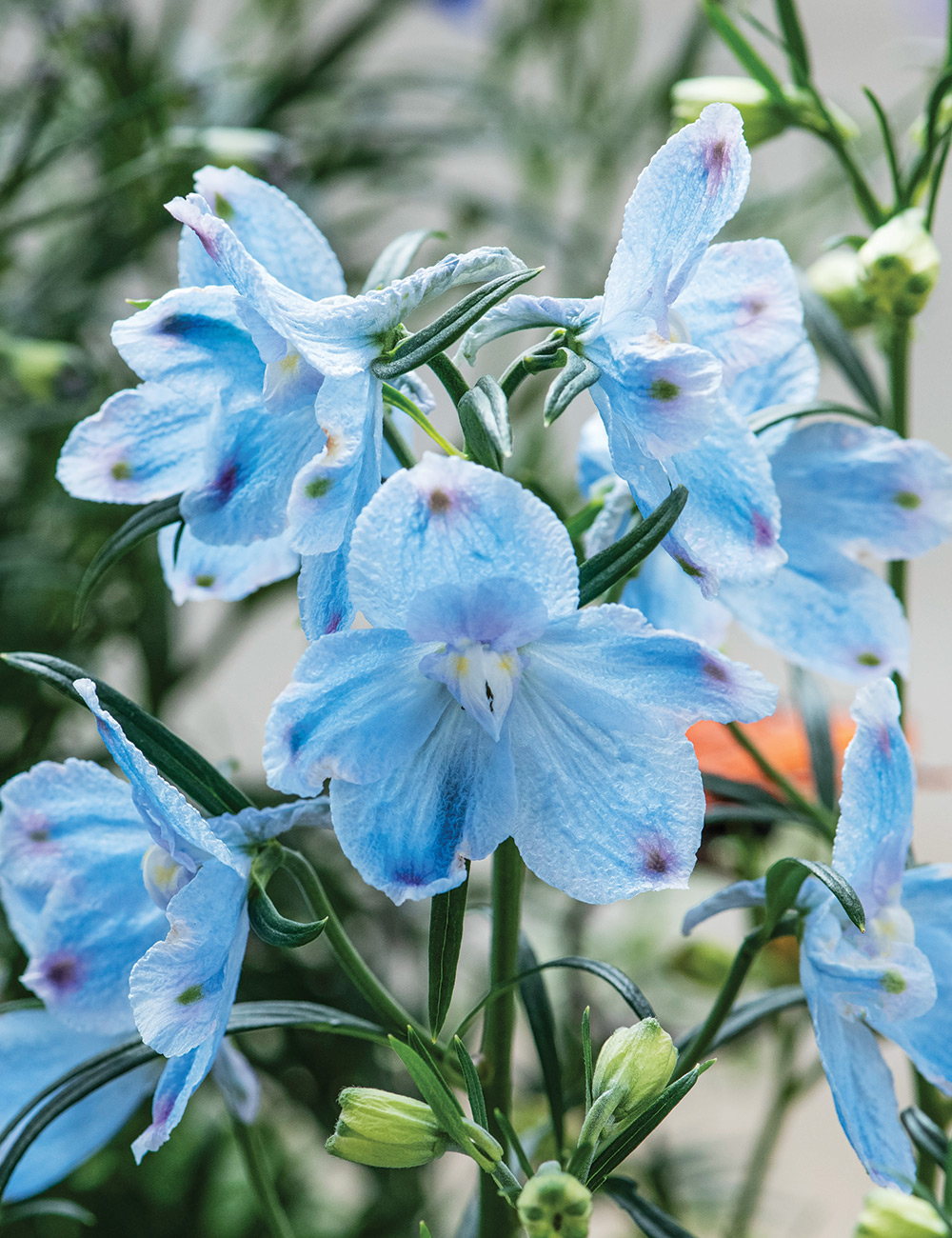 Chinese Delphinium 'Hunky Dory Sky Blue'