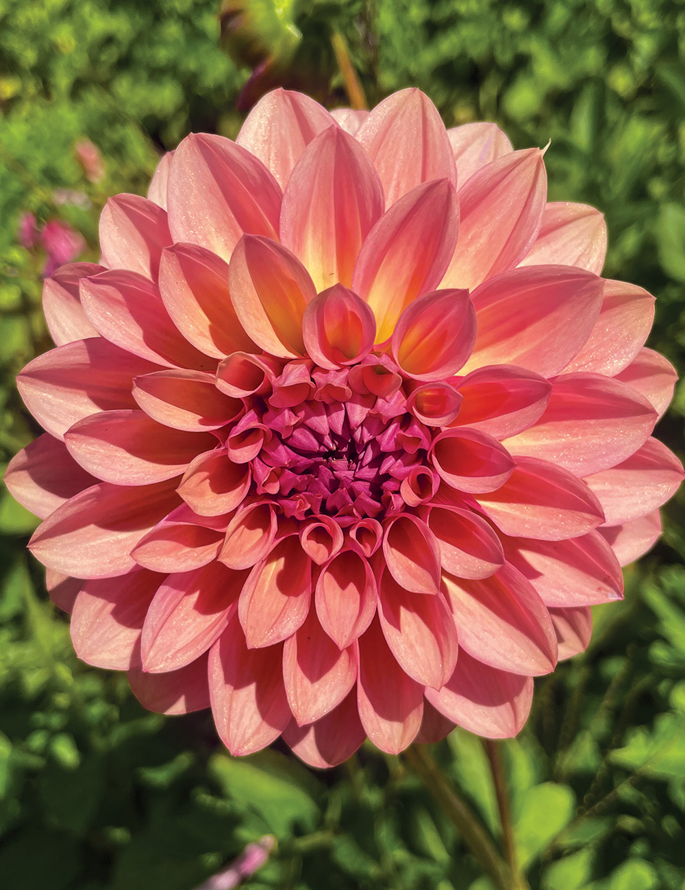 Dahlia 'Bracken Accord'